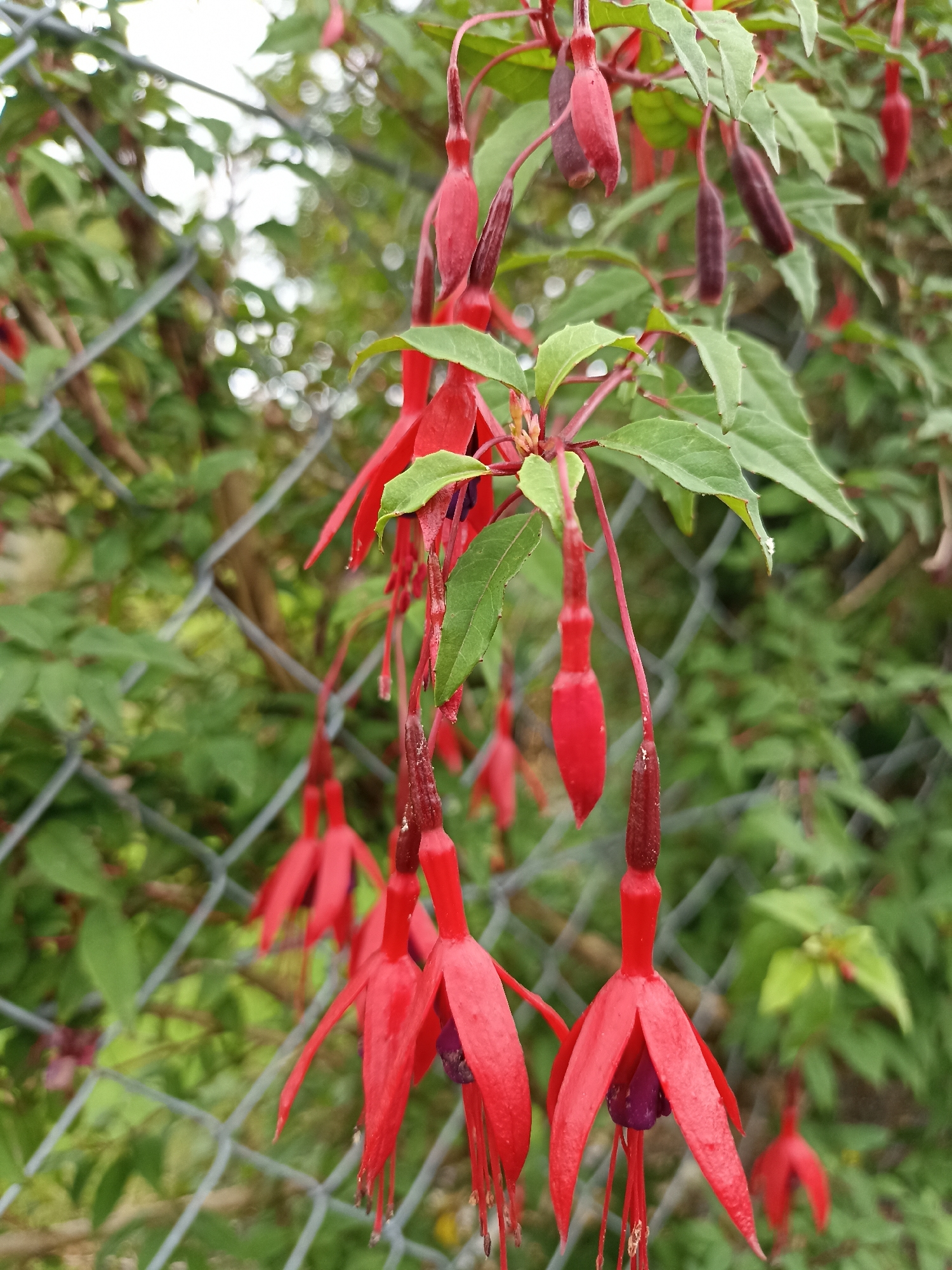 This media file features a close-up, eye-level shot of several red fuchsia flowers hanging from a plant. The flowers are the primary subjects, with their long, slender, bell-shaped petals in a vibrant red hue, and darker purple centers. Some of the flowers appear to be in bud, while others are fully bloomed. The plant's green leaves and reddish stems are also visible, interspersed among the flowers.
A chain-link fence runs diagonally across the background, creating a textured grid. Beyond the fence, a blurred expanse of green foliage suggests a garden or natural setting. The lighting appears to be natural, consistent with daylight, and the overall atmosphere is serene and focused on the delicate beauty of the flowers. There are no people visible in the frame. The location context is Annagry, Ireland, though no specific landmarks are identifiable within the image itself. No text is visible in the media file.