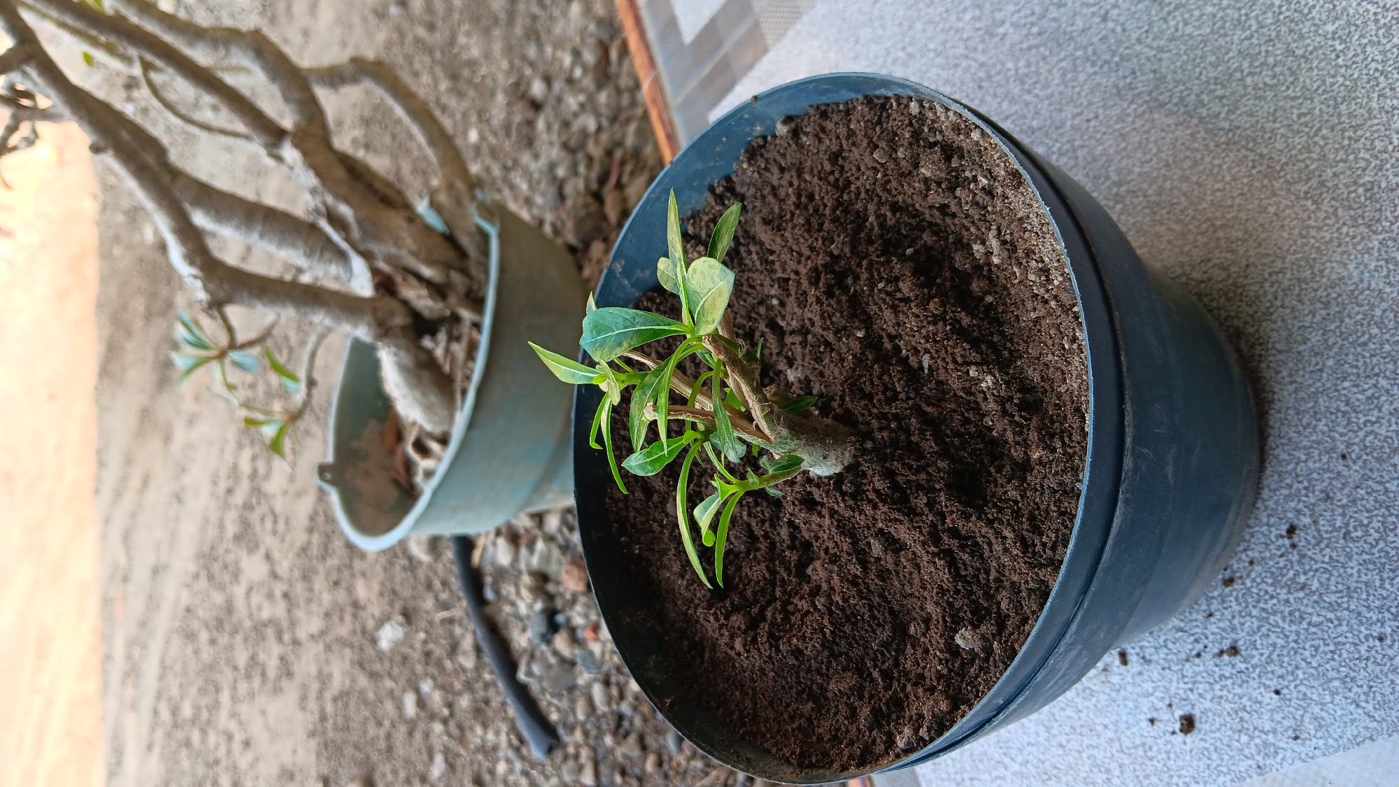 In Sonobekel, Indonesia, a young Adenium plant, also known as a desert rose, is planted in a black plastic pot filled with dark, moist soil. The plant has a thick, woody stem and several small, green leaves. In the background, another larger Adenium plant in a light blue plastic pot is visible, with its bare branches extending upwards. The ground around the pots is covered in gravel and dirt, with a black hose lying on the ground to the left. A portion of a patterned tiled surface is also visible in the foreground, suggesting an outdoor setting.