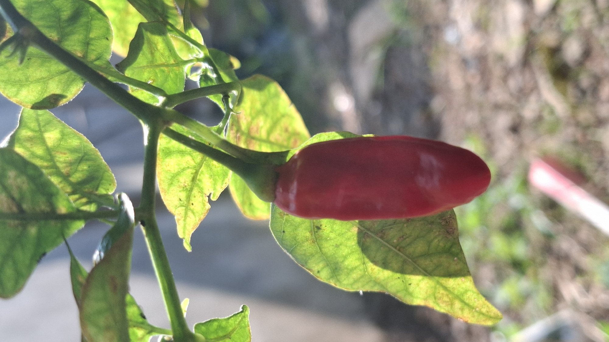 The image is a close-up, eye-level shot of a single, ripe red chili pepper hanging from a plant. The pepper is the primary subject, with a smooth, slightly glossy skin. It is suspended from a thin green stem. Surrounding the chili are several green leaves, some of which are backlit by sunlight, creating a translucent effect and highlighting their veins. The background is out of focus, showing a blurred mixture of earthy brown ground and some indistinct green foliage. The lighting suggests it is daytime, with strong sunlight casting shadows. There are no people or animals visible in the image, and the setting appears to be an outdoor garden or agricultural area. There is no identifiable information within the image to suggest a specific location within Ciharashas, Indonesia.