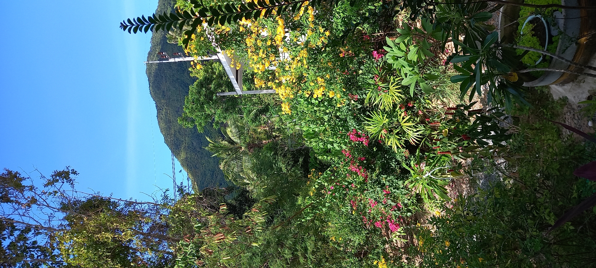 This image captures a vibrant tropical landscape, likely a garden or lush natural area, set against a mountainous backdrop in Baan Chaloklum, Thailand. The scene is dominated by a rich array of green foliage and colorful flowering plants under a clear, bright blue sky.
In the foreground and midground, dense vegetation fills the frame. Prominently featured are large bushes covered in bright yellow flowers, possibly Tecoma stans, alongside other plants with vivid pink or red blooms, reminiscent of bougainvillea. Various shades of green leaves, including those of palm trees, contribute to the lush tropical feel. On the left side, a power pole with electrical wires extends into the scene, indicating a blend of nature and human infrastructure. Further into the midground, parts of other structures, potentially utility-related or a small building, are partially visible behind the foliage. In the bottom right, several potted plants are visible, one containing what appears to be aquatic growth, suggesting a cultivated garden space.
The background features a large, verdant mountain range under a vast, cloudless blue sky, suggesting excellent weather conditions. The bright sunlight illuminates the scene, indicating it is daytime, likely morning or early afternoon. There are no people or animals visible, and no specific activities are taking place. No visible text is present in the image.