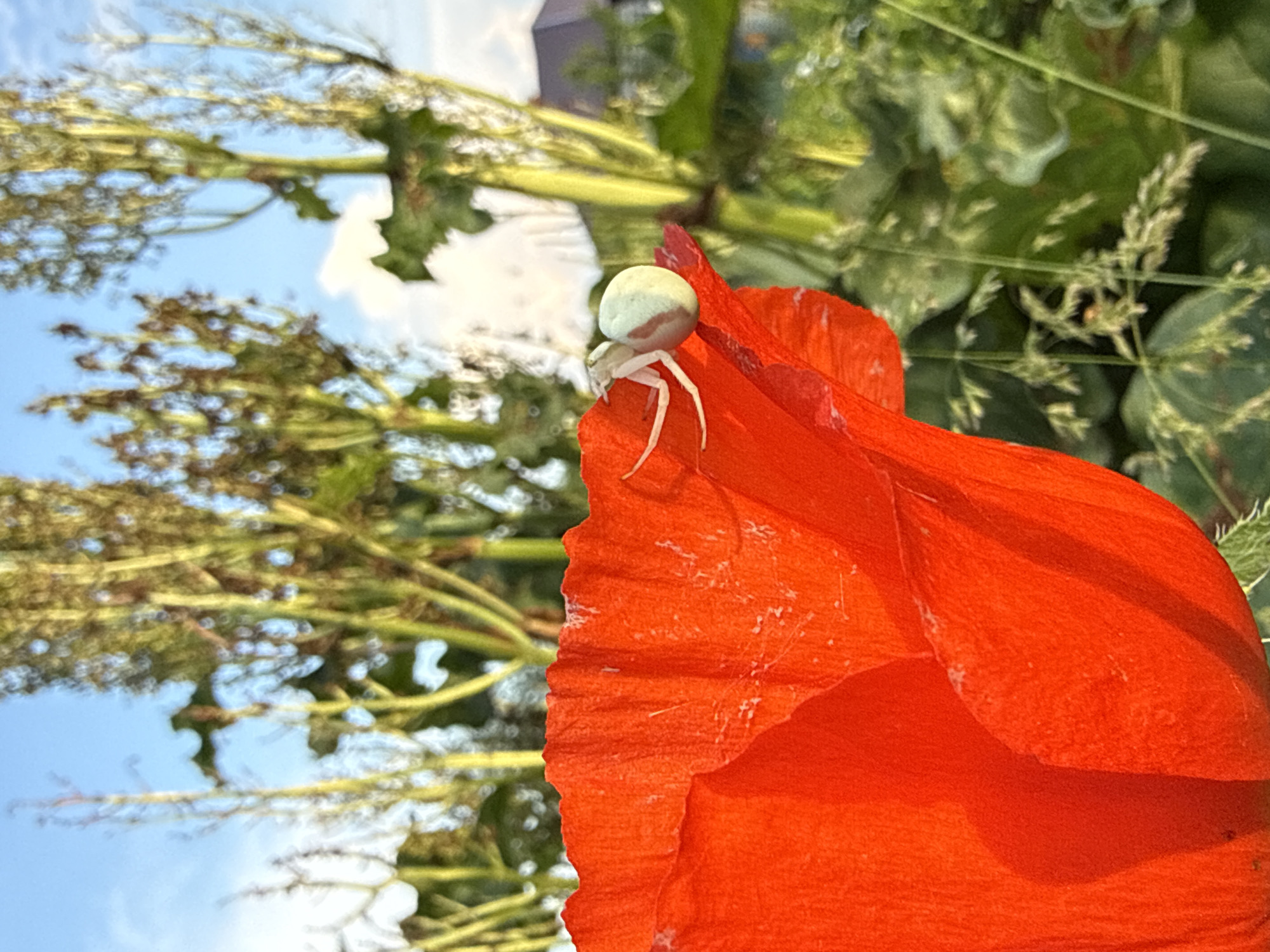 A white and light green spider with red stripes on its abdomen is perched on the edge of a bright red poppy petal. The spider is positioned on the upper right side of the poppy, facing left. The poppy petal fills the lower left portion of the image, with its textured surface visible. Behind the poppy, blurred green foliage and tall, thin stalks with seed heads rise against a blue sky with a few wispy white clouds. The background suggests an outdoor environment, likely a garden or field, in Nizhnyaya Chermoda, Russia.