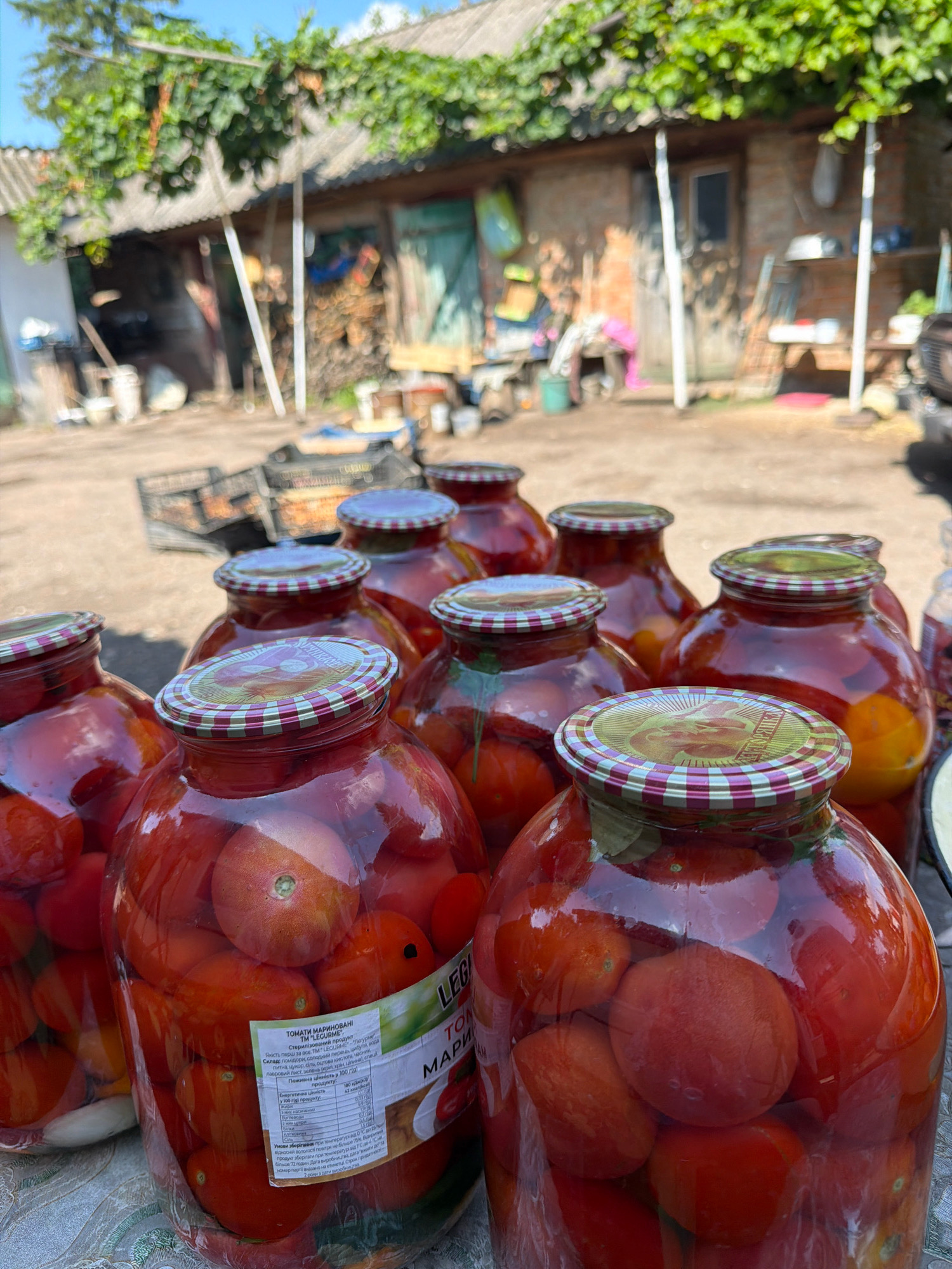 A medium shot captures a collection of large glass jars filled with preserved tomatoes, likely prepared for storage or sale. The jars, with their distinctive red and white checkered lids, are arranged in the foreground. One jar in the center right displays a label with Cyrillic text, indicating it is likely from Novosilka, Ukraine. Behind the jars, a rustic outdoor setting is visible, featuring a simple building with a corrugated roof and overgrown vines. The ground is dirt, and in the background, there are stacked crates and other objects suggestive of a rural or agricultural environment. The lighting suggests it is daytime, with sunlight illuminating the scene. There are no people or animals visible in the image.
