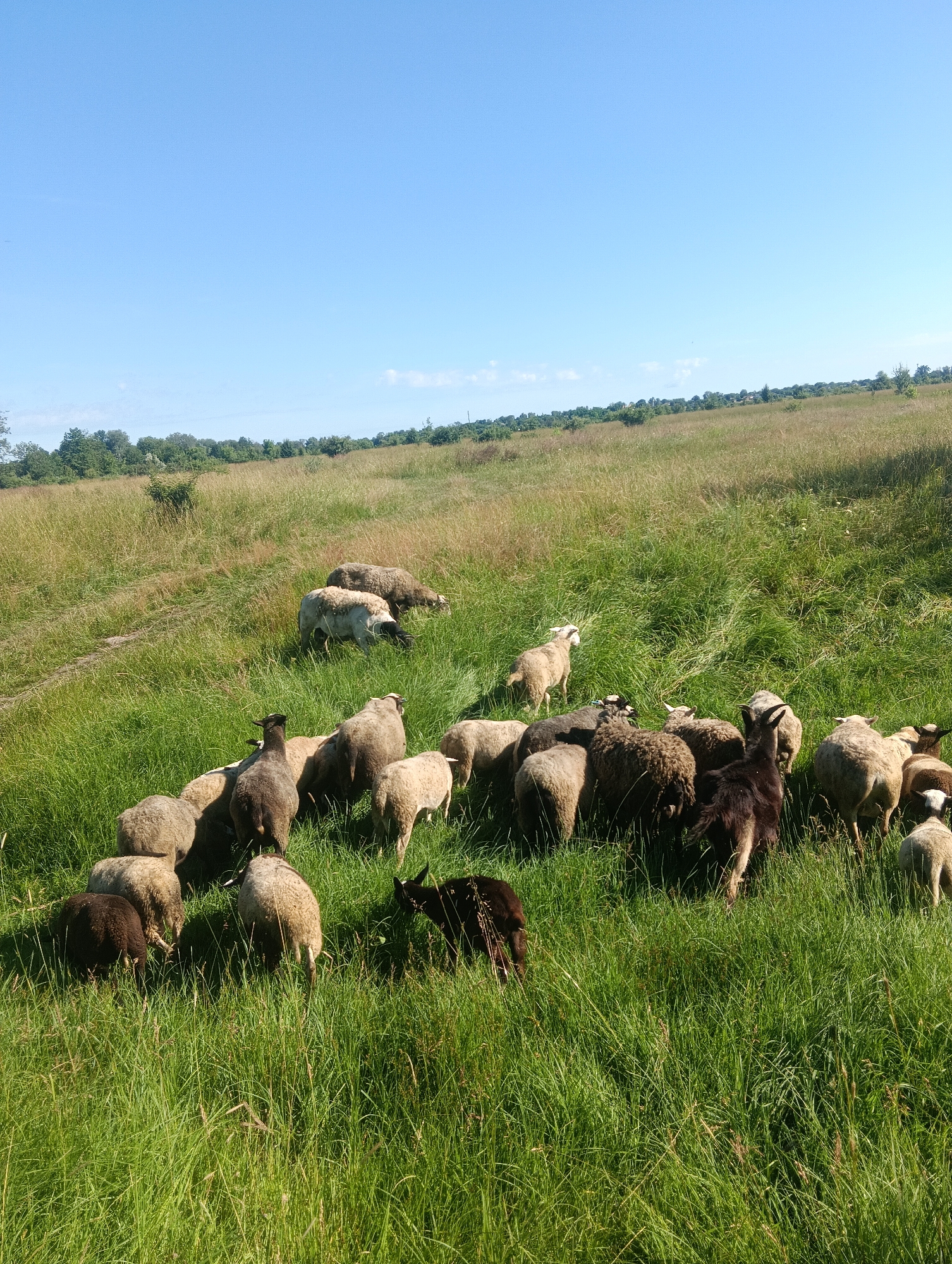 A flock of sheep grazes in a lush green meadow under a clear blue sky. The sheep are of various colors, including white, brown, and black. Some sheep are standing, while others are bent down to eat the grass. The meadow is on a gentle slope, and in the background, there is a line of trees and a hazy horizon. The scene appears to be a peaceful rural landscape.