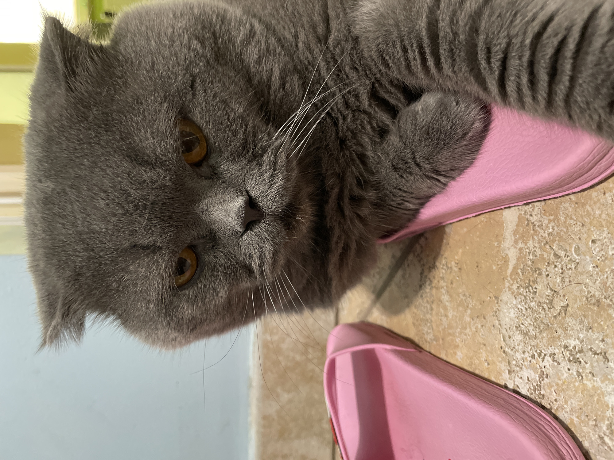 A close-up, eye-level shot captures a grumpy-looking British Shorthair cat with gray fur and amber eyes. The cat is positioned in the foreground, resting its paws on a pair of pink slide sandals. The sandals are lying on a textured, light-colored tile floor. The background shows a pale blue wall and hints of a greenish-yellow area. The lighting is moderate, casting soft shadows. The scene appears to be indoors.