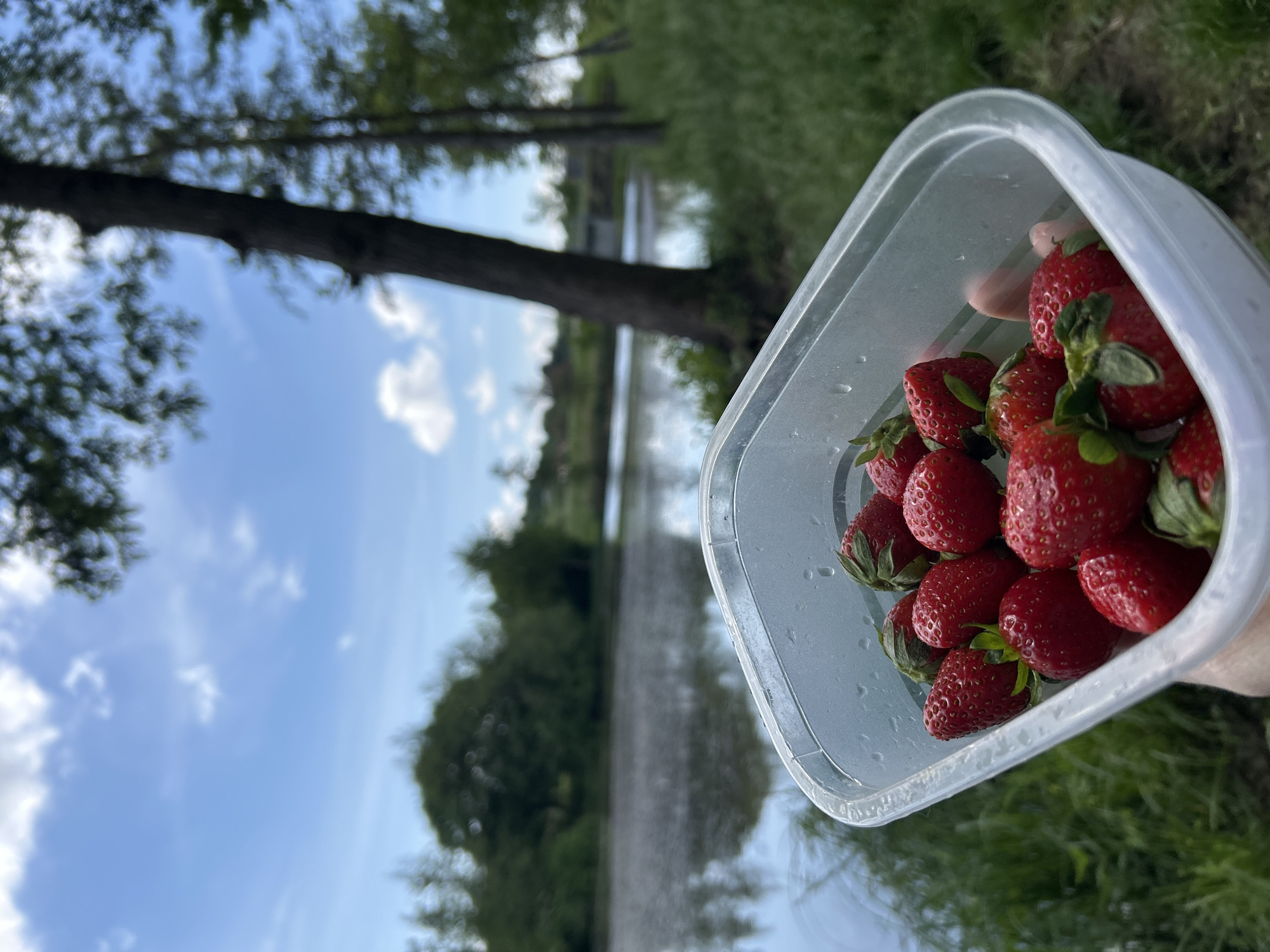 A partially filled, rectangular, translucent plastic container of fresh strawberries with green stems is held in a person's hand in front of a watery landscape in Flein, Germany. The strawberries appear ripe and red. The background includes a blurred view of a body of water reflecting the sky and trees on the opposite shore. A tree trunk is visible to the left, with branches reaching into a blue sky dotted with clouds. Green grass is seen in the lower right corner of the frame.