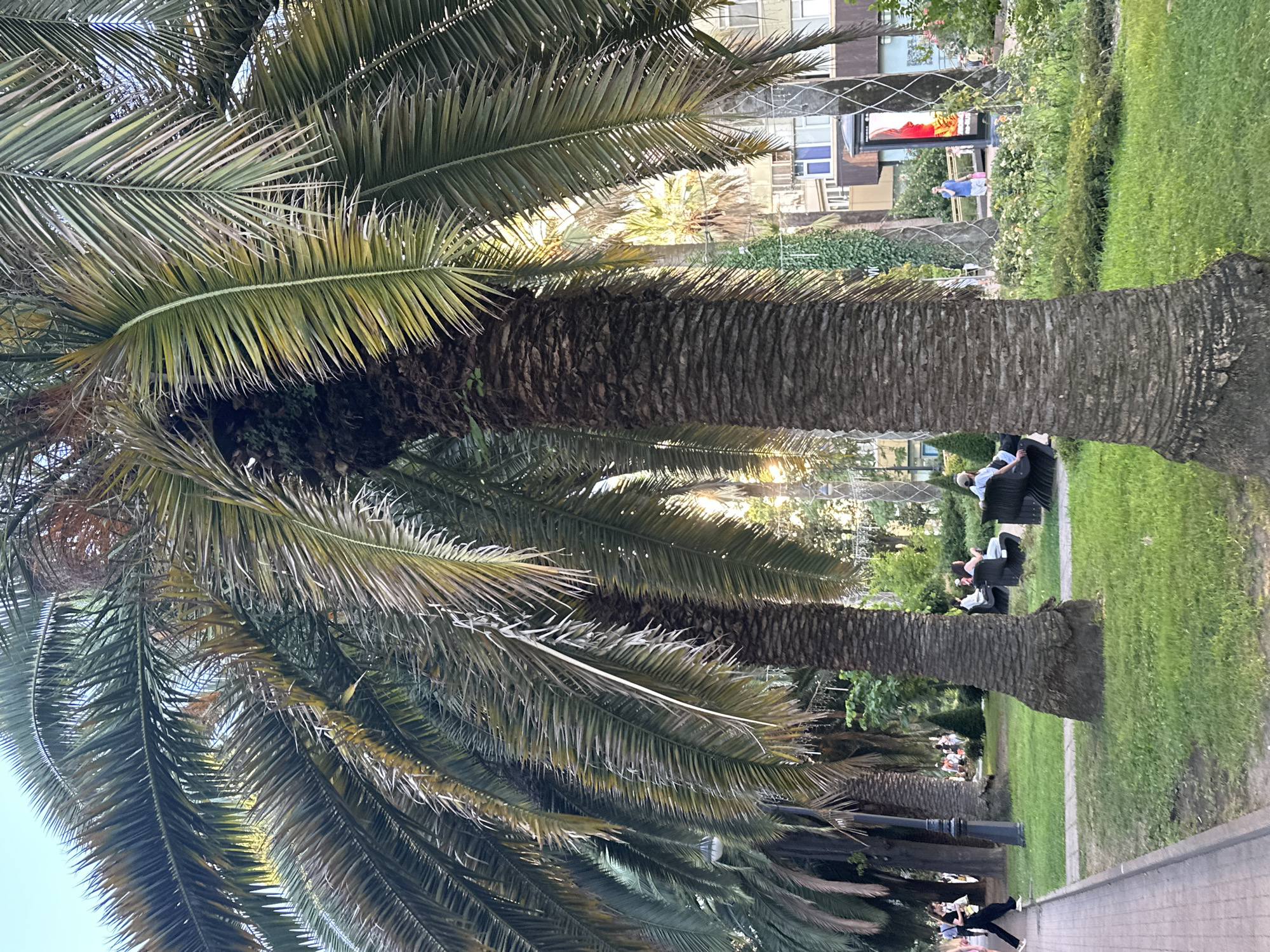 The image depicts a park in Sochi, Russia, with several prominent palm trees dominating the foreground. The trees have thick, textured trunks and large, frond-like leaves that create a dense canopy. Sunlight filters through the palm leaves, casting dappled shadows on the grassy ground below. In the background, a paved walkway runs alongside the grass. Several people are visible in the park; some are walking along the path, while others are seated on benches, enjoying the outdoors. In the distance, buildings and more greenery are visible, suggesting an urban park setting. One person on the path is wearing dark clothing and walking towards the left side of the frame. A few individuals are seated on dark benches, with one person in the foreground right facing away from the camera. Further back, other figures are seated on benches in the shade of the trees. The overall atmosphere of the scene is relaxed and pleasant, typical of a park on a bright day.