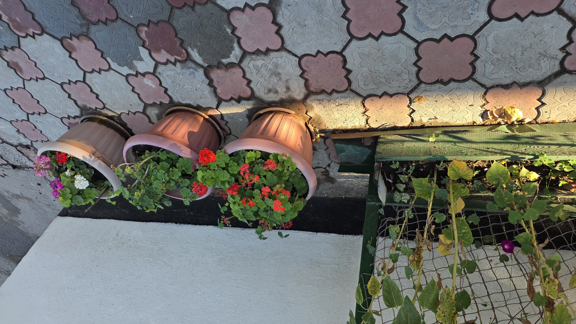 In the city of Tokmok, Kyrgyzstan, an outdoor scene depicts a small garden area adjacent to a building. In the foreground, decorative interlocking pavers in shades of pink and gray form a patterned walkway. Sunlight casts shadows from a nearby fence and plants onto these pavers.
To the left, a long green planter box is filled with soil and growing plants. One plant, a vine with green leaves, climbs a green mesh fence that extends upwards. A single purple flower is visible on this vine. Other green and yellowing leaves are present in the planter.
To the right of the planter, three pink-toned plastic pots contain flowering plants. The first pot is filled with vibrant red geraniums, while the second and third pots also feature red, white, and pink geraniums. These pots are placed on saucers on the pavers. The building's white, textured wall forms the backdrop to the pots. A dark band runs along the base of the wall. The scene appears to be a well-maintained residential or communal outdoor space. No people are present in the image.