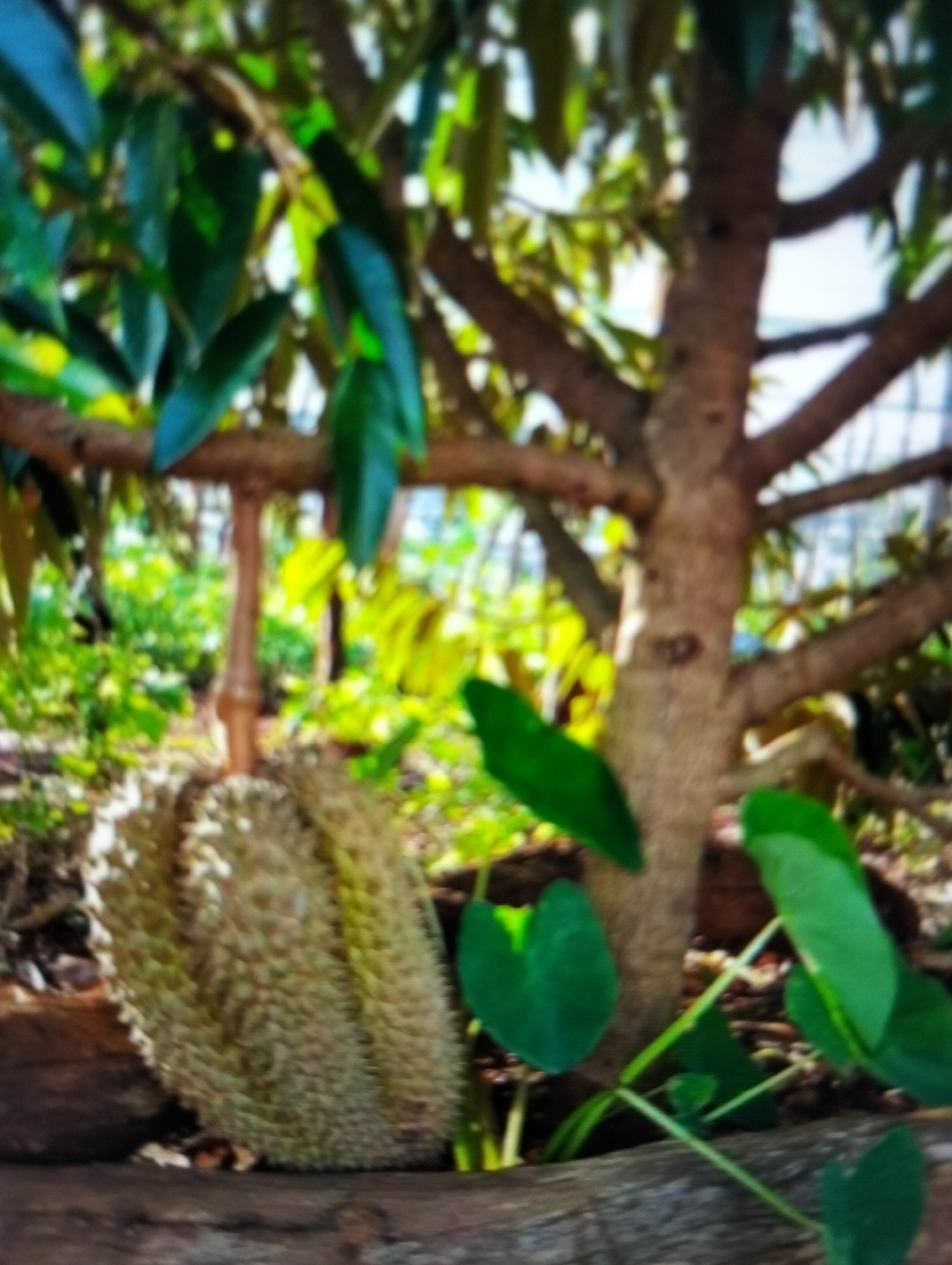 A durian fruit rests on the ground, leaning against the trunk of a tree. The durian is spiky and oval-shaped. The tree has a rough, brown trunk and branches spread out, covered in green leaves. The background is blurred, showing more green foliage and sunlight filtering through the leaves. The scene appears to be outdoors, possibly in a tropical environment.