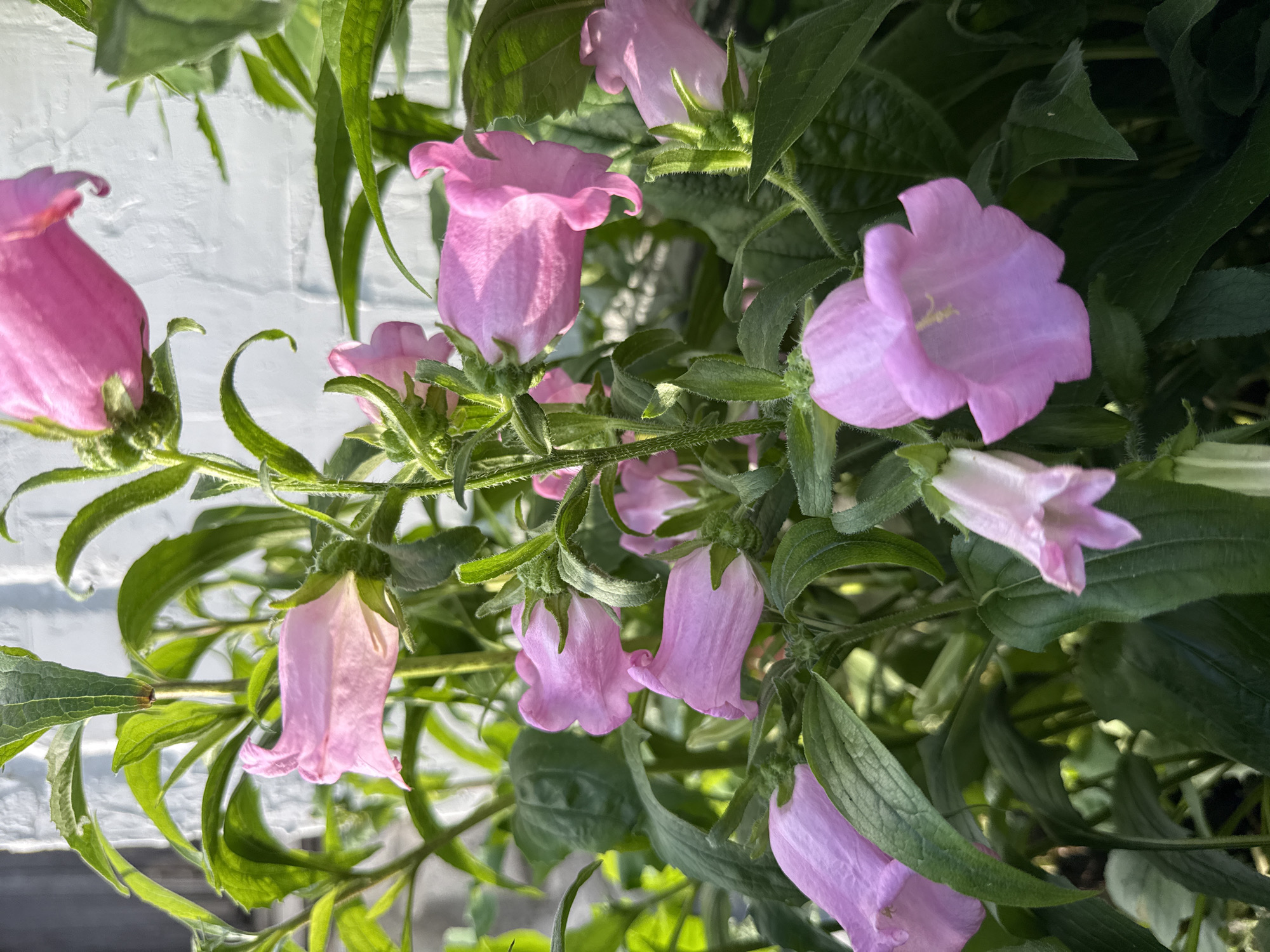 The image shows a cluster of pink bell-shaped flowers with green stems and leaves. The flowers are in various stages of bloom, with some fully open and others still budded. The background is a white textured wall, possibly a brick wall, with some sunlight casting shadows. The scene appears to be outdoors, likely in a garden or near a building. There are no people or animals visible in the image. The location in the city of Большой Турыш, Russia, is not discernible from the visual information provided.