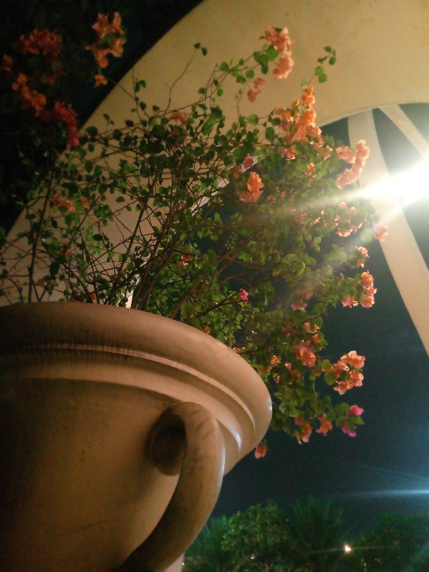 The image captures a close-up, low-angle shot of a large, ornate ceramic pot containing bougainvillea flowers and foliage. The pot is textured and light-colored, with a distinct curved handle visible on its left side. The bougainvillea features numerous clusters of small, delicate flowers in shades of coral and pink, interspersed with green leaves.
The scene is set at night, as indicated by the dark background and the bright, intense glare of a light source, likely a streetlamp or floodlight, illuminating the upper right portion of the image. This light creates lens flares and washes out some of the details in that area. In the lower background, blurred greenery, possibly trees or bushes, can be observed.
The context provided suggests this scene is located in the city of Bitung Jaya, Indonesia. Given the presence of a large decorative planter and artificial lighting, it is plausible that this location is a public space, a park, a commercial establishment, or a residential area designed with landscaping. There are no people visible in the frame, and the focus is entirely on the plant and its container. The overall impression is one of natural beauty illuminated by artificial light at night.