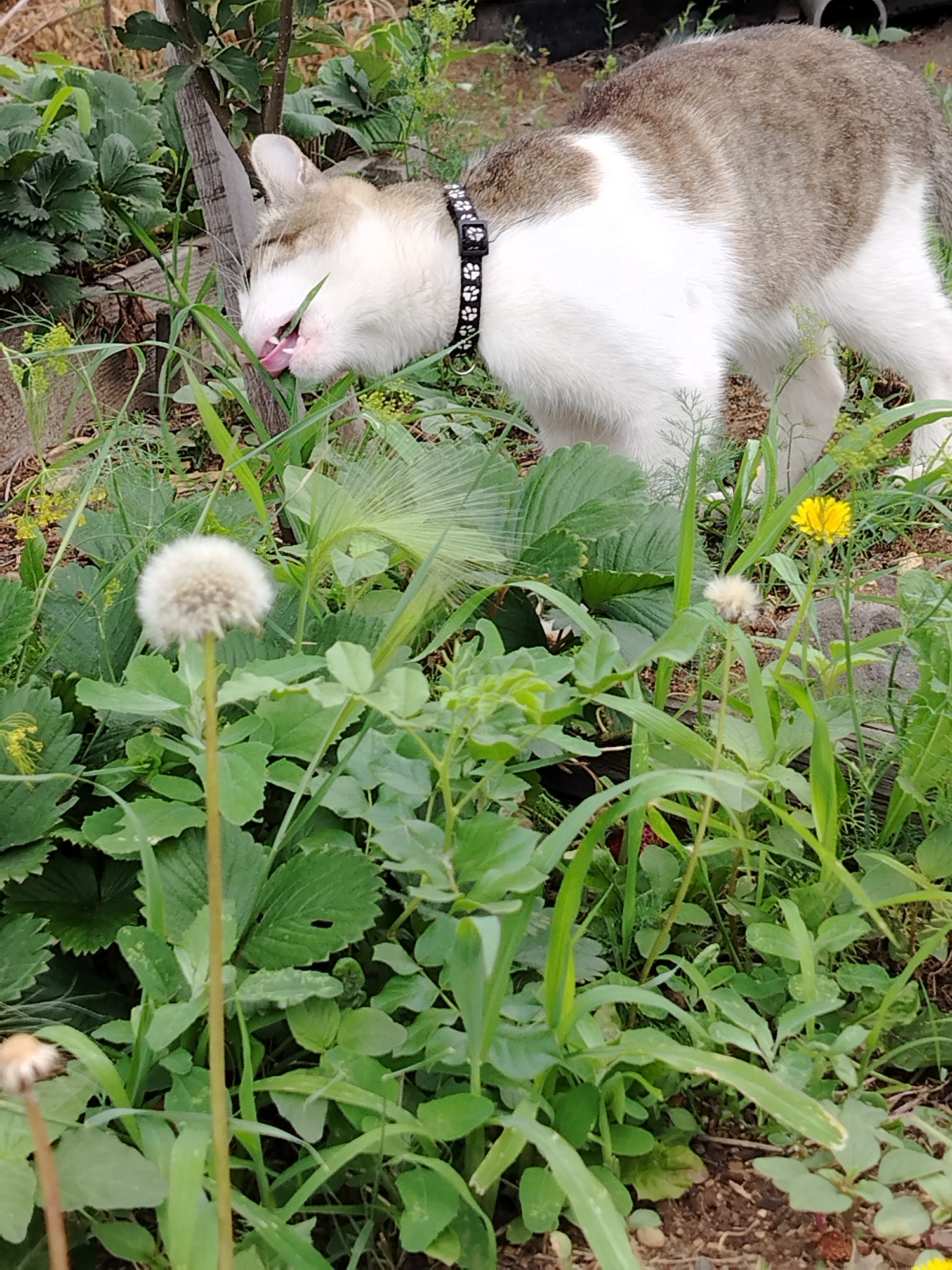 A cat with white and brown fur is in a garden, eating grass. The cat is wearing a black collar with white paw prints. There are dandelions and green plants in the garden. The background is blurred, but suggests a natural outdoor environment. This image is not specific to Ekibastuz, Kazakhstan.