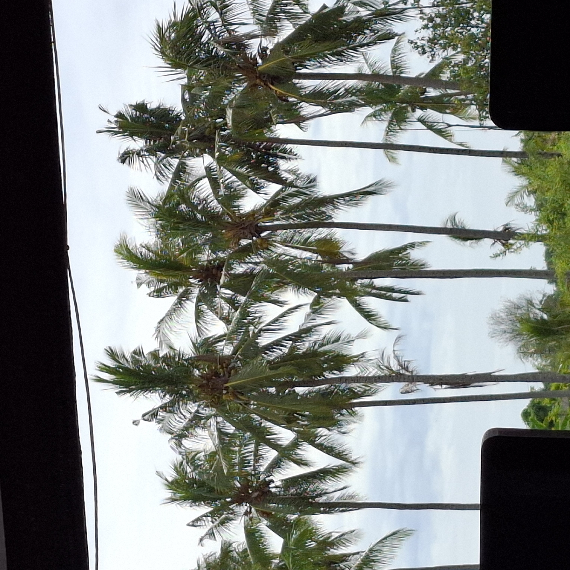 The image shows a line of coconut trees against a cloudy sky, viewed from beneath a dark, horizontal overhang. The perspective suggests the photo was taken from indoors, looking out. In the foreground, two dark, upholstered objects, possibly chairs, are partially visible, framing the view. The coconut trees are tall and slender, with lush green fronds. Some trees have coconuts visible. The environment appears tropical, consistent with a location in Mesjid Tuha, Indonesia. The lighting is diffused, indicating an overcast day. There are no people or discernable activity in the scene.