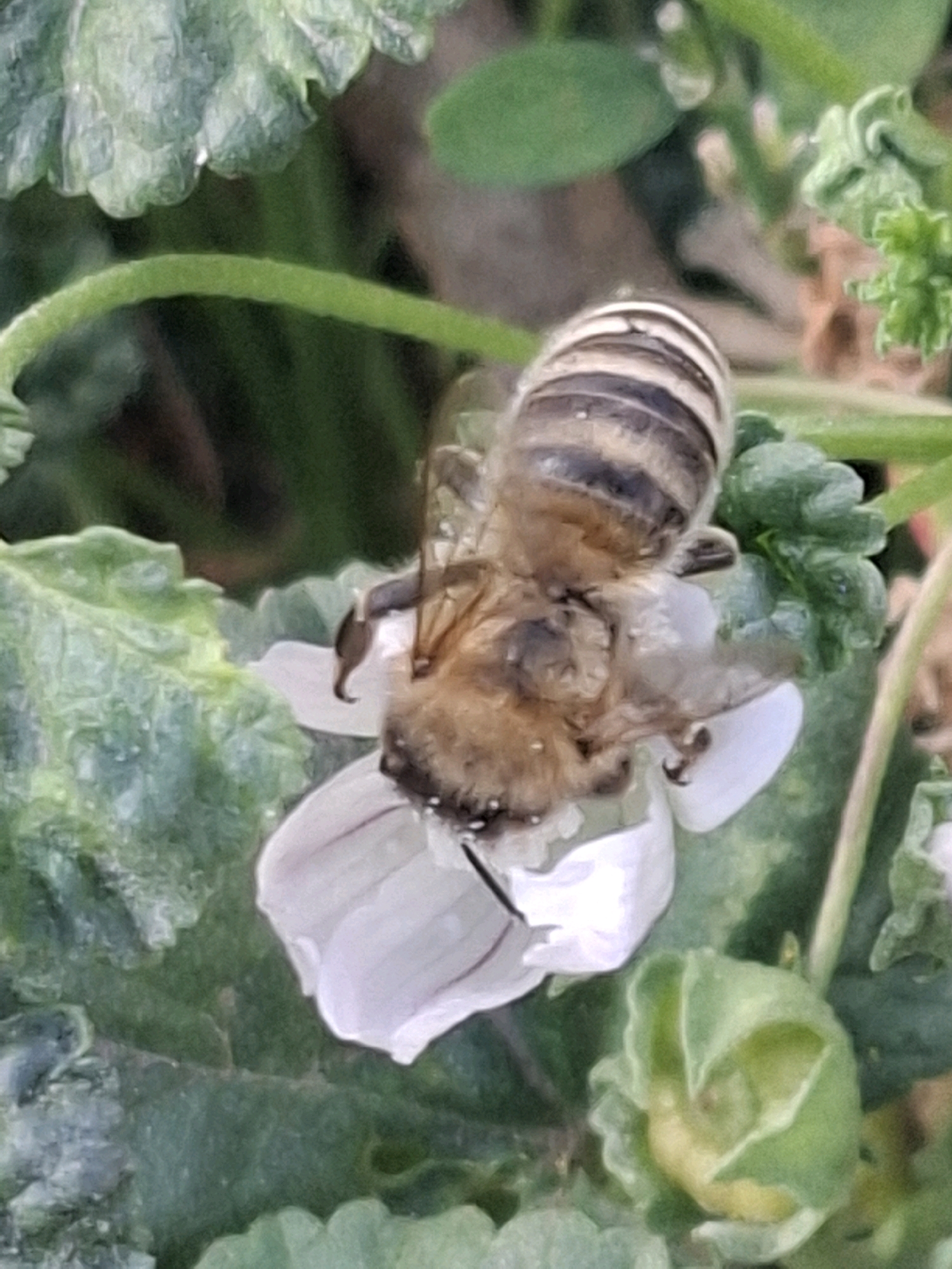 A bee with black and yellow stripes is positioned on a white flower. The flower has delicate petals with subtle pink veining. The bee's fuzzy body is prominent, and its legs are visible, reaching towards the flower. The background consists of green foliage, with some leaves appearing slightly wilted or dewy. The scene is illuminated by natural light, creating soft shadows. The image appears to be a close-up shot of nature in Almaty, Kazakhstan, capturing a moment of pollination.