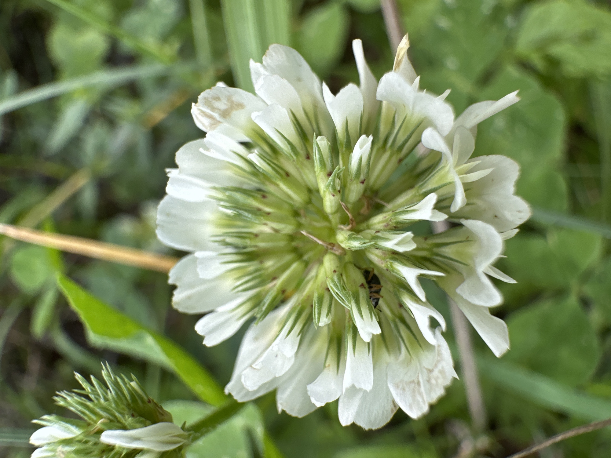 A close-up, eye-level shot focuses on a white clover flower in bloom, set against a blurred green background of grass and foliage. The clover head is spherical, composed of many small, white petals that radiate outwards from a central core. Within the flower's center, numerous thin, green structures, likely pistils and stamens, are visible, some tipped with a reddish hue. A tiny, dark insect, possibly a bee or fly, is perched on the lower right side of the flower's center, partially obscured by the petals. To the left of the main flower, another, less developed clover bud is visible, its pointed green sepals and nascent white petals still tightly furled. The overall impression is one of natural detail and the delicate beauty of a meadow flower, with a hint of the natural world's activity represented by the insect. The scene is set outdoors, in what appears to be a natural, uncultivated environment.