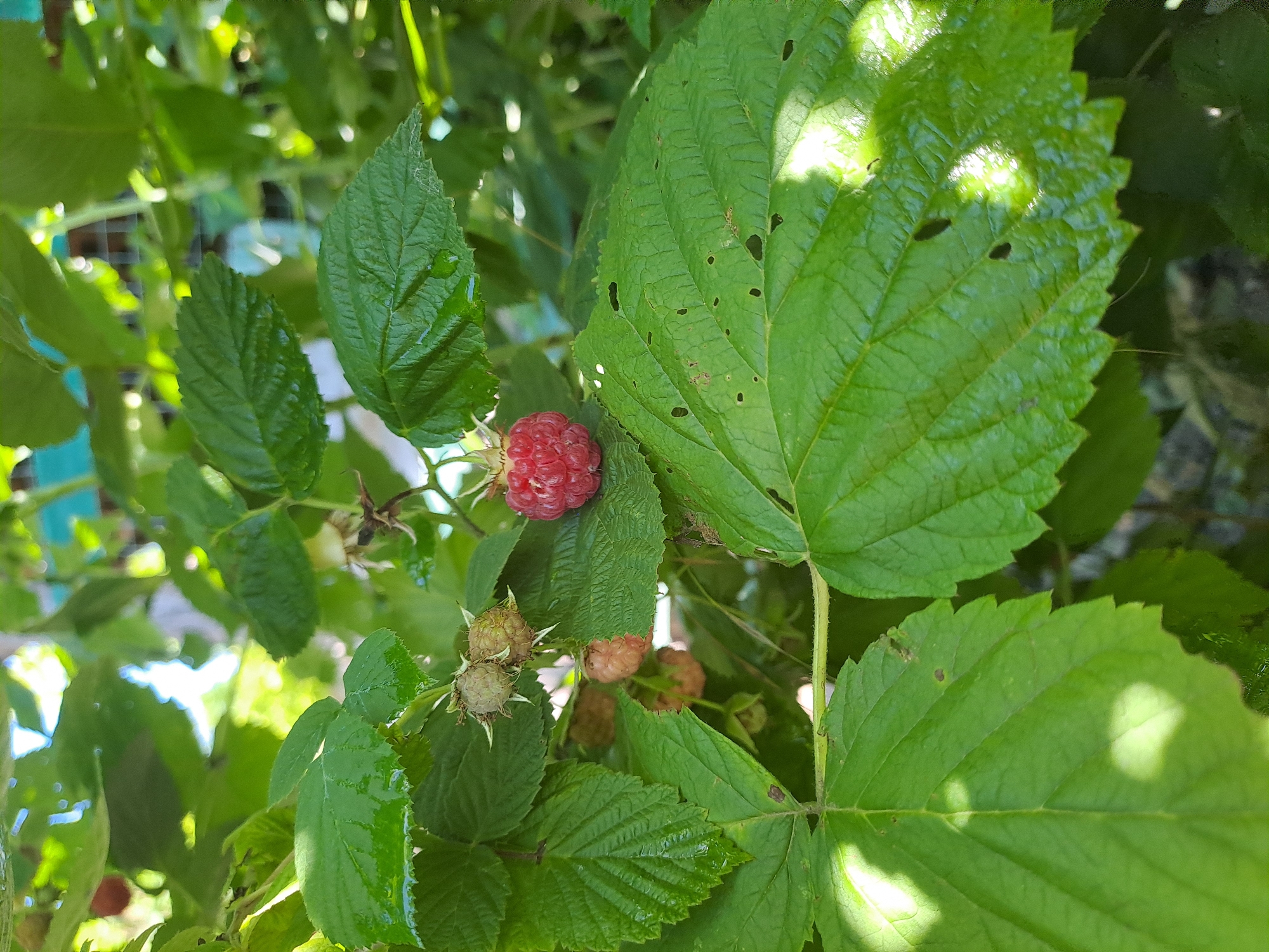 The image shows a close-up view of a raspberry plant with ripe and unripe berries and green leaves. The ripe raspberry, a vibrant red, is prominently featured in the upper left quadrant of the image. Below it, several unripe raspberries, varying in color from pale green to a light pinkish-brown, are visible. The leaves are large, serrated, and a deep green, with some showing signs of damage like small holes. Water droplets are visible on some of the leaves, suggesting recent rain or dew. The background is a blur of more green foliage and hints of sunlight filtering through, creating dappled lighting. A faint glimpse of a wire fence can be seen in the upper left corner. The overall scene suggests a natural outdoor setting, likely a garden or farm in a temperate climate during daytime. There is no visible text in the image. The location context is Rogovskaya, Russia.