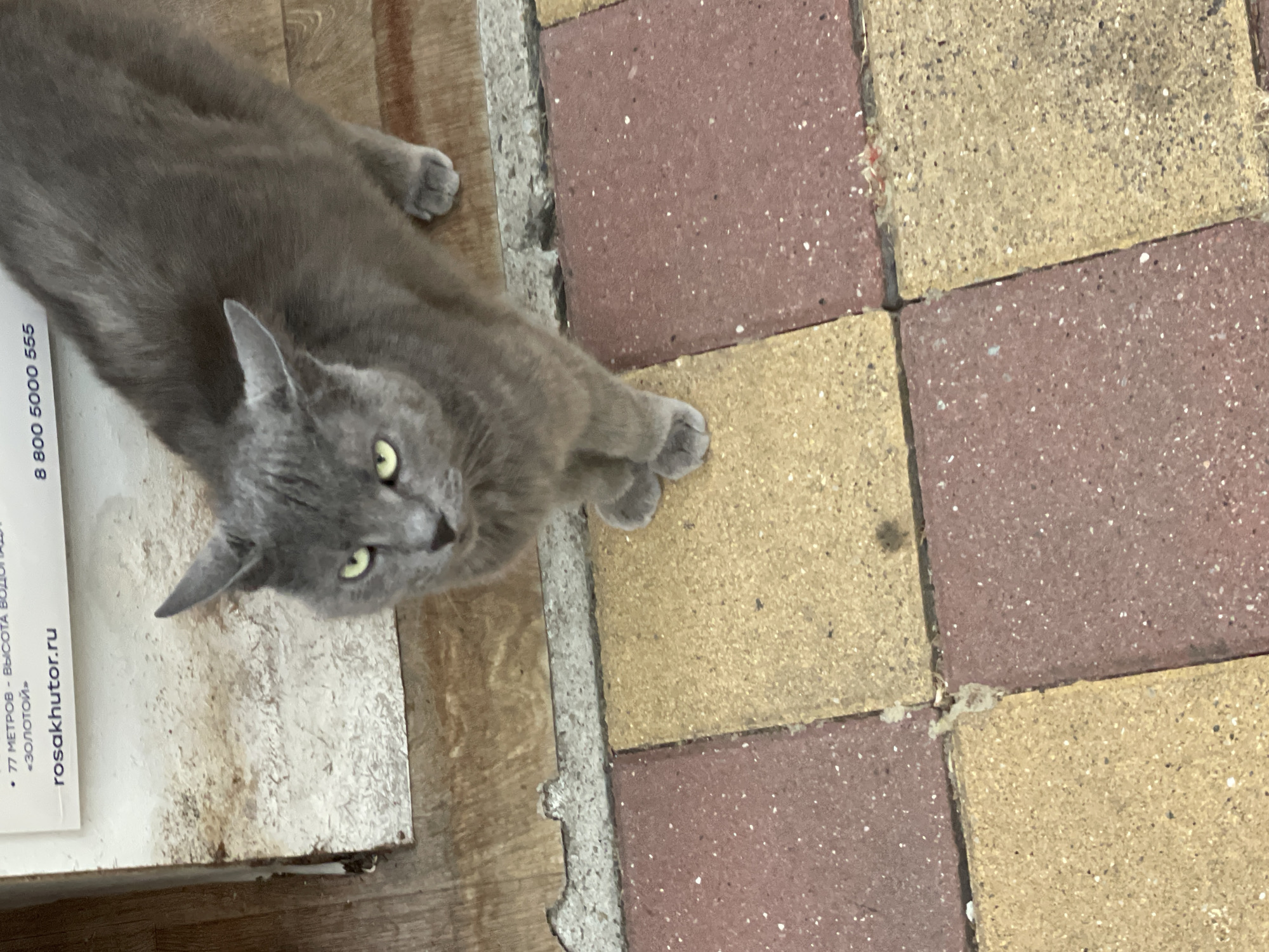 A domestic short-haired cat with grey fur and yellow-green eyes is lying on a wooden surface next to a tiled pathway. The cat is looking upwards and to its left. The tiled pathway is made of square tiles, alternating between reddish-brown and yellow, with visible concrete grout lines. Some of the tiles appear weathered or dirty.
To the left of the cat, a white rectangular object with black text is partially visible. The text includes a phone number "8 800 5000 555" and a website address "rosakhutor.ru". Below the website, there are Cyrillic characters, including "77 МЕТРОВ - ВЫСОТА ВОДОПАДЯ" and "«ЗОЛОТОЙ»". The wooden surface appears to be planks laid horizontally. The overall scene suggests an outdoor setting, possibly a walkway or a patio area. The lighting suggests it is daytime. The cat's gaze and relaxed posture indicate a calm demeanor. The location context is Sochi, Russia.