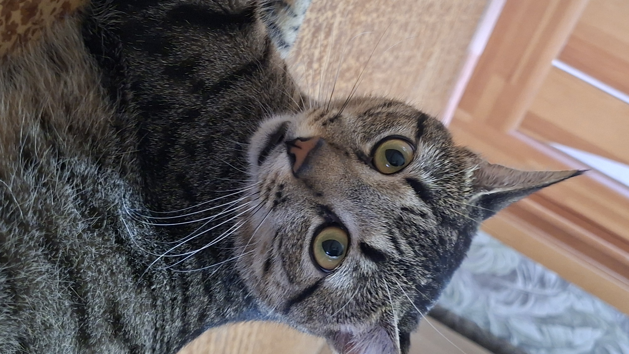 A close-up, slightly angled shot shows the face of a tabby cat lying down. The cat's fur is a mix of grey, black, and brown stripes. Its eyes are wide open and a vibrant green, with dark pupils. The cat's nose is a light pink, and its mouth is slightly open, revealing a pink tongue. Long white whiskers extend from its muzzle. The background is blurred, showing wooden flooring and what appears to be part of a patterned curtain. The overall lighting is soft and natural. The specific location within Забалоцкі сельскі Савет, Belarus, cannot be determined from the visual information in the image.