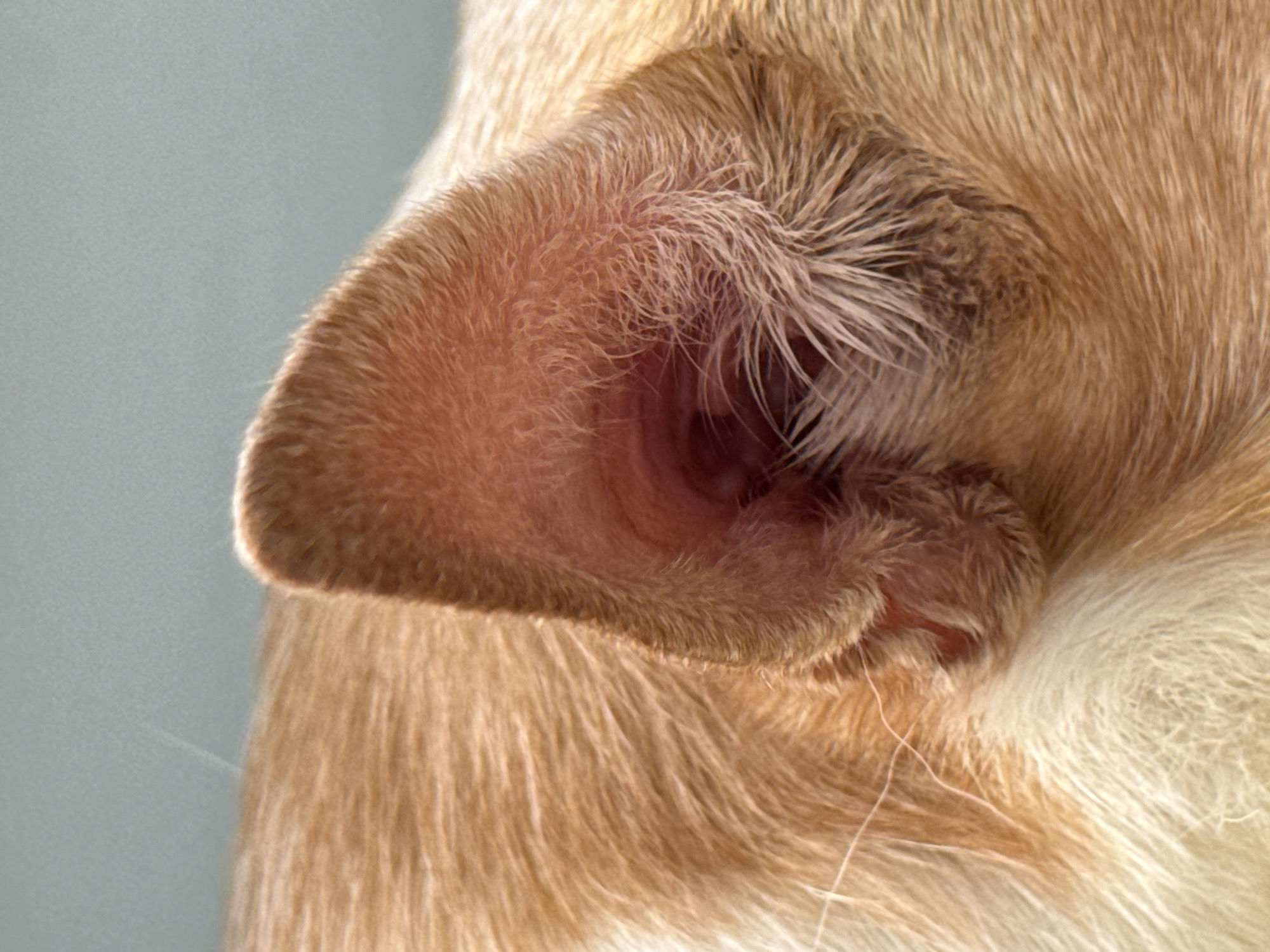 Close-up image of a dog's ear. The ear is reddish-tan and has short fur. The surrounding fur on the dog is longer and has a mix of tan and white hairs. The background is a light gray.