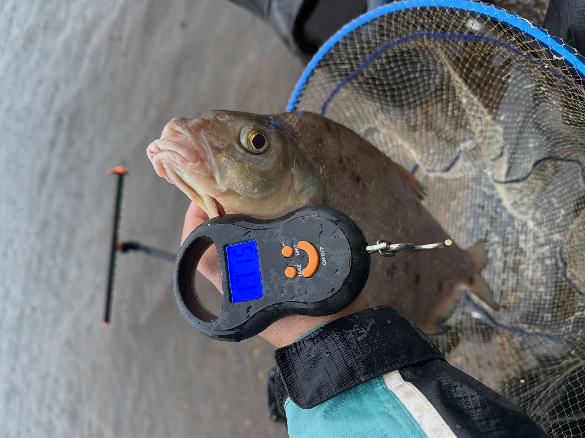 In Chaikovsky, Russia, a person holds a digital scale with a blue display reading "0.915". The scale is attached to a fish, which is partially submerged in a fishing net with a blue rim. The fish has an open mouth and a visible eye. The background shows calm water and a portion of a fishing rod. The person is wearing a wet, teal and black jacket.
