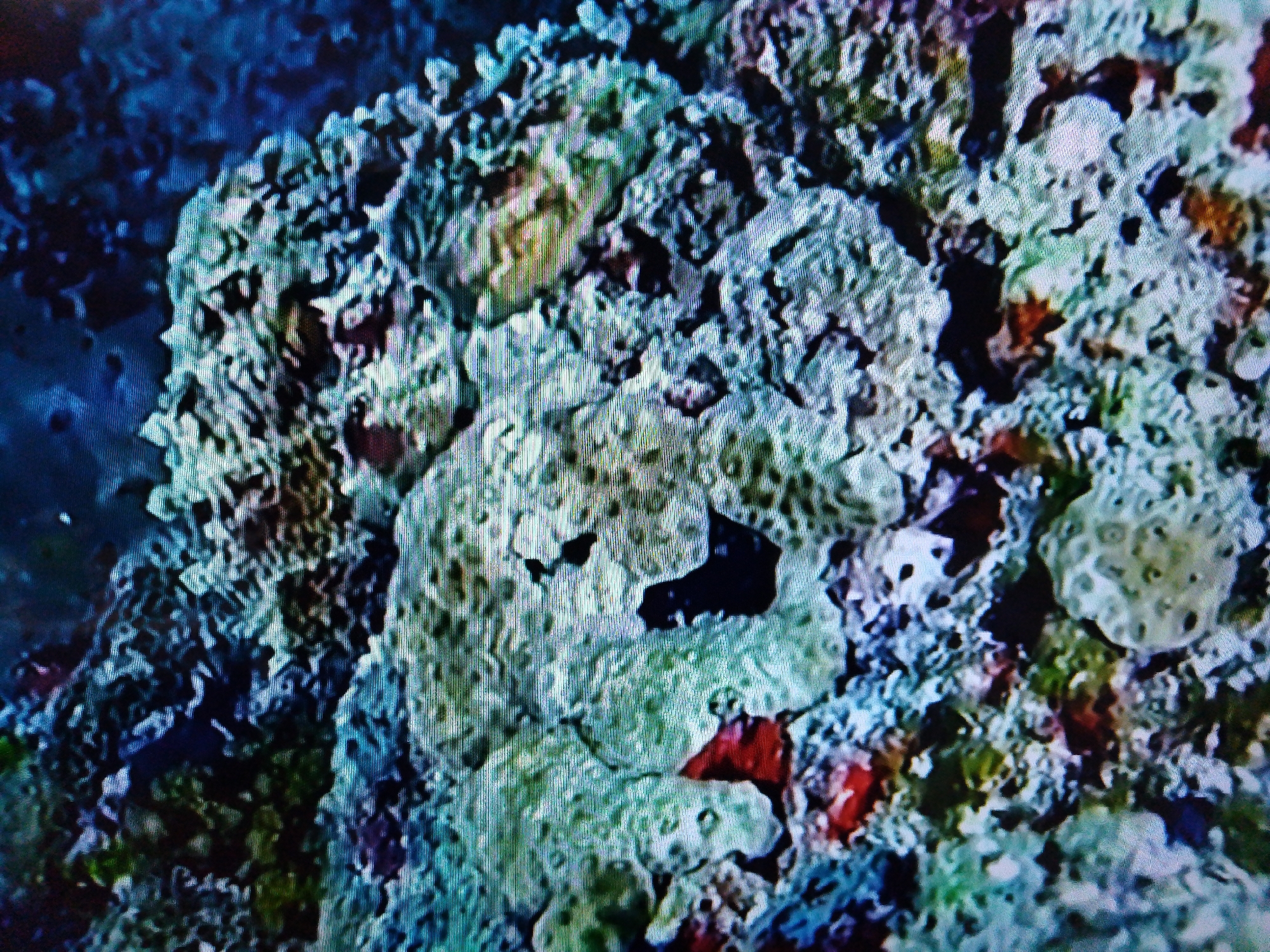 The image shows a close-up view of a coral reef with various textures and colors, including shades of blue, green, white, and red. The coral appears to be rough and porous. There are dark crevices and lighter, bumpy surfaces. The overall impression is of a natural underwater environment. There is no indication of any specific location in Dushanbe, Tajikistan, or any people, actions, or interactions.