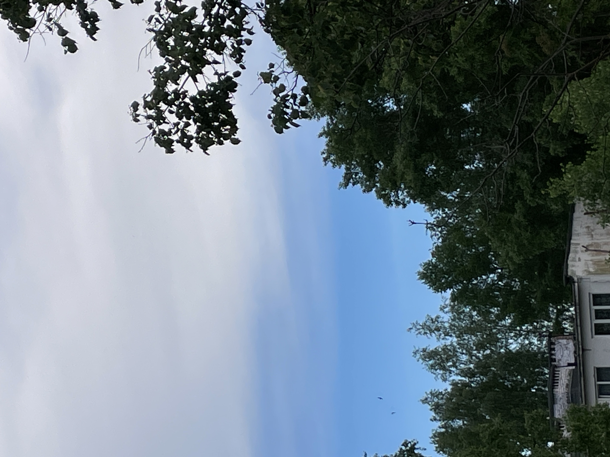 The image presents a view of the sky framed by tree branches, with a building visible on the right side. The sky transitions from a pale, cloud-covered section on the left to a clearer, light blue area towards the right. Tree branches with dark green leaves are seen at the top left and along the right side. A building with windows is partially visible on the right, obscured by trees. The image appears to be taken looking upward. Location is unknown.