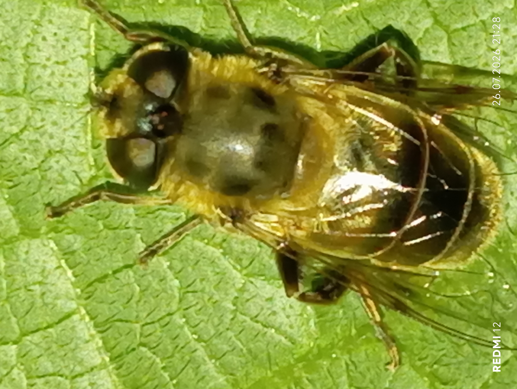 A close-up, overhead shot displays a hoverfly resting on a vibrant green leaf. The insect, predominantly yellow and black, has large, prominent eyes and transparent wings. The leaf exhibits a textured surface with visible veins. The bottom right corner of the image shows a timestamp: "26.07.2026 21:28." The bottom left corner displays "REDMI 12," indicating the device used for capture. The scene appears to be outdoors, likely in a natural setting, though its specific location within the city of Smila, Ukraine, is not ascertainable from the visual information provided.