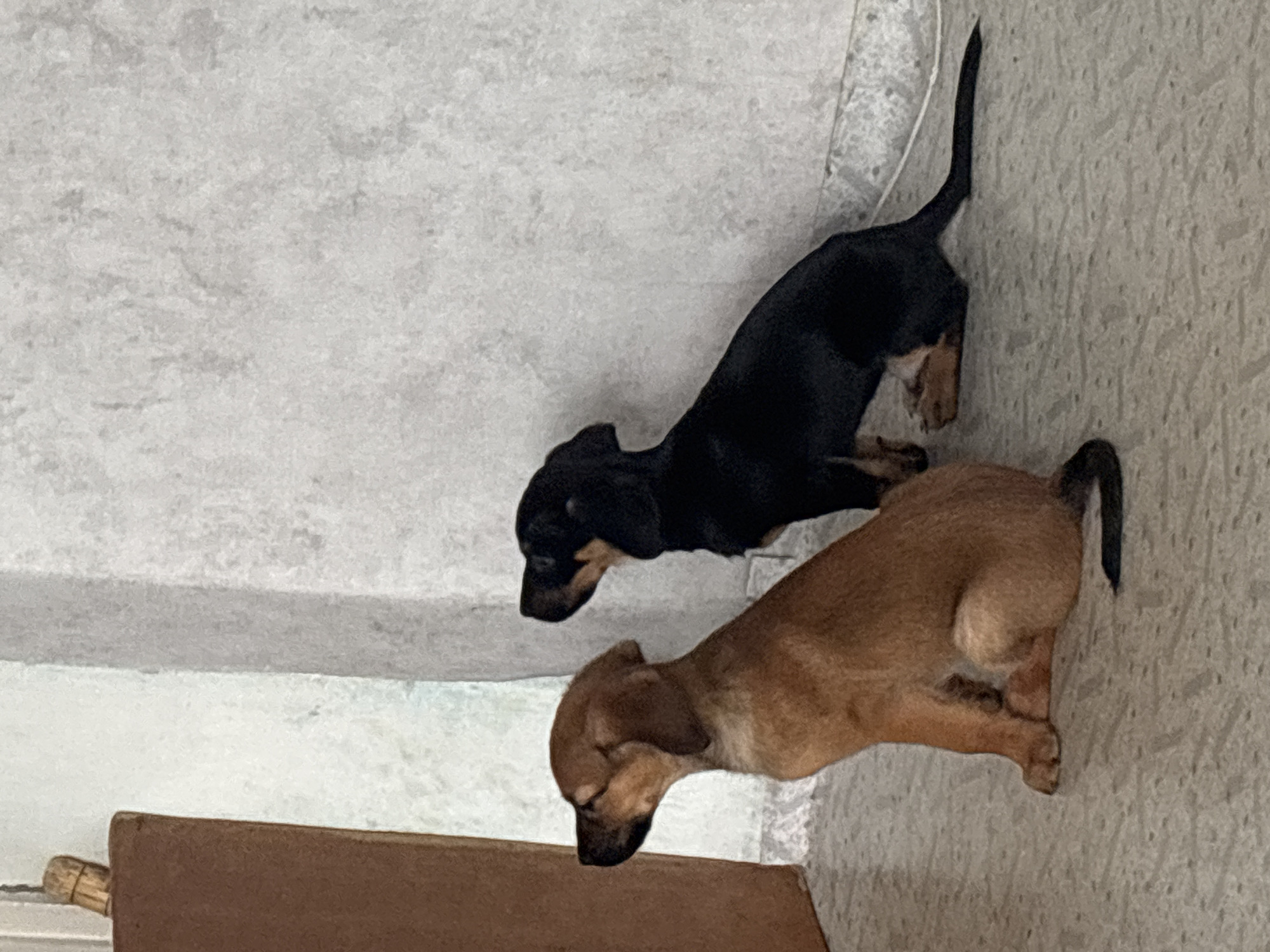 Two puppies are sitting side-by-side on a tiled floor, looking upwards. The puppy on the left is light brown with dark brown ears and muzzle. The puppy on the right is black with tan markings on its muzzle and chest. They are positioned in front of a textured wall. The scene appears to be indoors, possibly in a home. There is no indication of the location being in Birobidzhan, Russia.