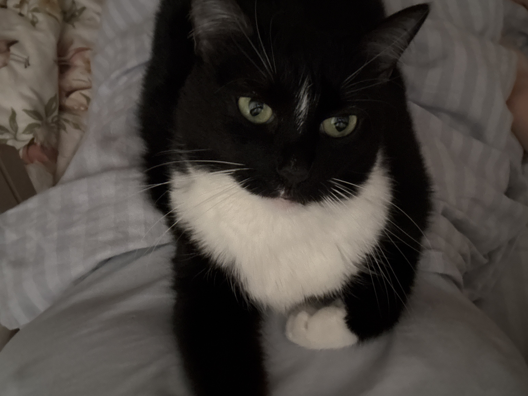 A black and white tuxedo cat is depicted lying on light grey bedding, looking directly upwards towards the camera. The cat's fur is predominantly black, with a distinct white blaze covering its chest, belly, and muzzle, extending around its chin and lower face. Its prominent whiskers are white. The cat's eyes are a vivid green, with small reflections visible within the pupils. One white front paw is visible, bent at the wrist. In the upper background, behind the cat's head, a portion of a white fabric with a pink and green floral pattern is visible, likely a pillow or blanket. The overall lighting is dim, suggesting an indoor setting. The image provides no visual information to determine the specific location within the city of Chaikovsky, Russia.