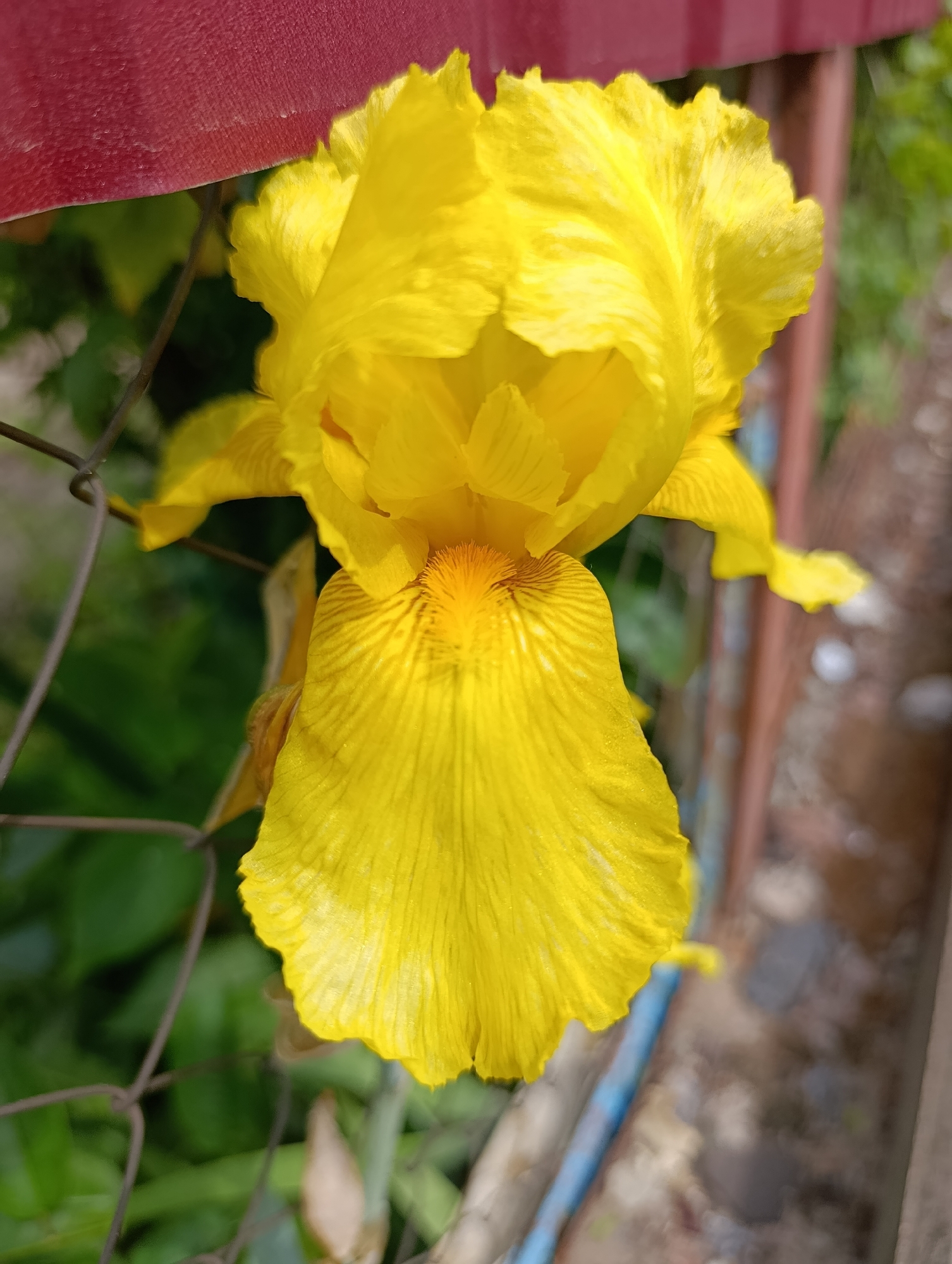 A close-up, vertical photograph taken in Brovary, Ukraine, features a single, fully bloomed yellow bearded iris (Iris germanica) blossom dominating the frame. The flower is oriented with its top standards (upper petals) curving inwards and its falls (lower petals) drooping downwards, revealing a central orange-yellow, fuzzy "beard" at the throat. The petals are a vibrant, uniform yellow, displaying natural striations and subtle veins.
The background is out of focus, indicating a shallow depth of field. To the left of the flower, a dark grey chain-link fence is partially visible, behind which blurred green foliage suggests dense vegetation. In the upper left quadrant, a prominent, solid red, textured surface, possibly a painted metal or wood structure, extends into the frame. To the right and behind the flower, additional blurred green foliage and indistinct reddish-brown structural elements are visible. The bottom right portion of the frame shows very blurry ground texture with muted colors, including a faint suggestion of a light blue pipe or wire. The scene is illuminated by natural light, casting soft shadows that define the flower's form.