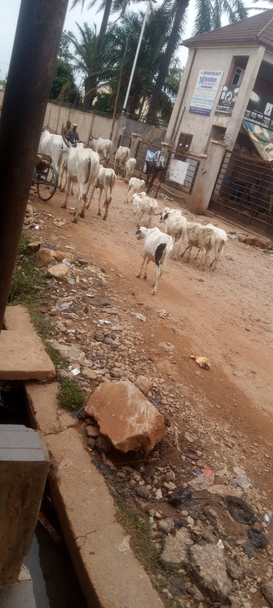 The image captures a bustling street scene in Sabon Tasha, Nigeria, featuring a herd of livestock being moved along a dusty, unpaved road. The reddish-brown dirt road is uneven and littered with rocks, small pieces of trash, and some larger debris, particularly near a concrete gutter system on the left.
In the foreground, a large, light brown rock rests on the dirt beside the gutter. The main subjects are numerous white cattle and sheep or goats, predominantly walking away from the viewer. The cattle are large with visible horns, while the sheep/goats are smaller; one prominent sheep in the foreground is white with a distinct black patch on its rear. Further down the road, two individuals, likely men, are seen among the cattle, one appearing to be on a motorcycle or small vehicle, suggesting they are herding the animals. Part of a dark-colored cart or wagon is visible on the far left.
In the background, a light-colored building with a dark roof stands behind a metal fence on the right side of the road. Tall palm trees and other green foliage frame the upper part of the scene, indicating a tropical climate. A white pole, possibly a utility pole, is also visible. Signs are affixed to the building; one prominently displays "14 SUNDAYS" and appears to be for a religious organization, with partially visible text like "JESUS IS LORD GLOBAL REVIVAL MINISTRY." Another banner below it is less legible. The scene depicts a slice of daily life, where traditional animal herding traverses a semi-urban landscape. The time of day appears to be daytime, possibly overcast, as there are no strong shadows.