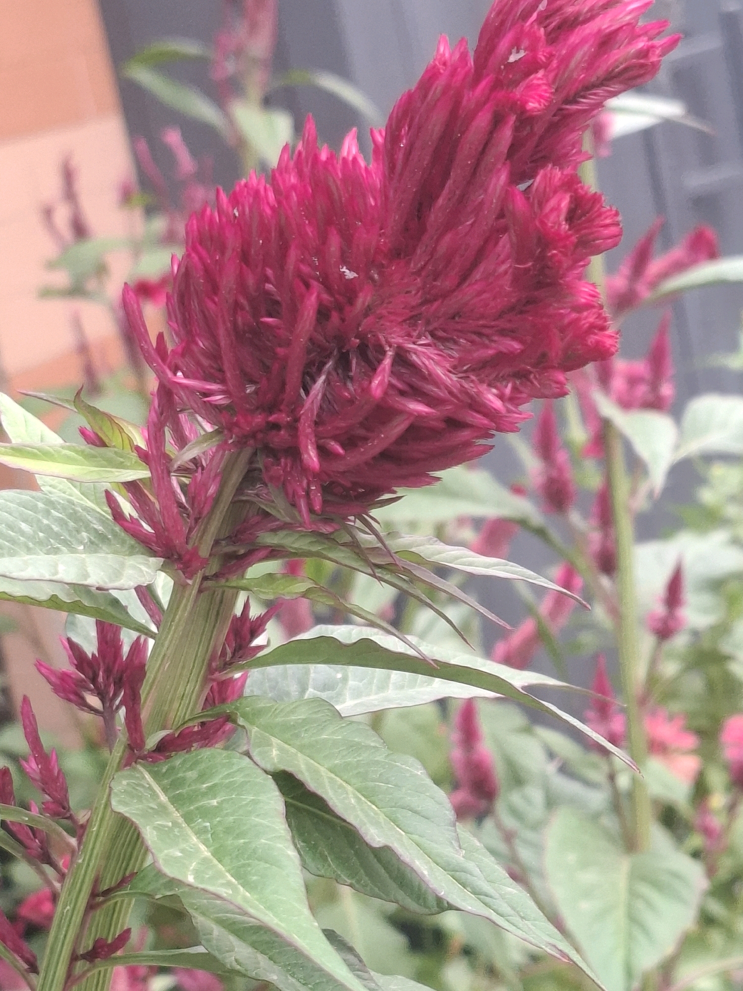 The image shows a close-up view of a cluster of bright pink celosia flowers, also known as cockscomb flowers. The flowers are velvety and have a distinctive frilled or plumed appearance. The main flower head is large and dominant in the foreground, with smaller buds and developing flower heads visible on the stem and in the background. The leaves are a muted green with some reddish-purple veining, and they have a slightly fuzzy texture. The background is a soft blur of other celosia plants and a muted, light-colored wall or structure, suggesting an outdoor garden setting. There are no people or animals in the image. The overall impression is one of vibrant floral beauty. The image does not contain any information that would allow for localization in Almaty, Kazakhstan.