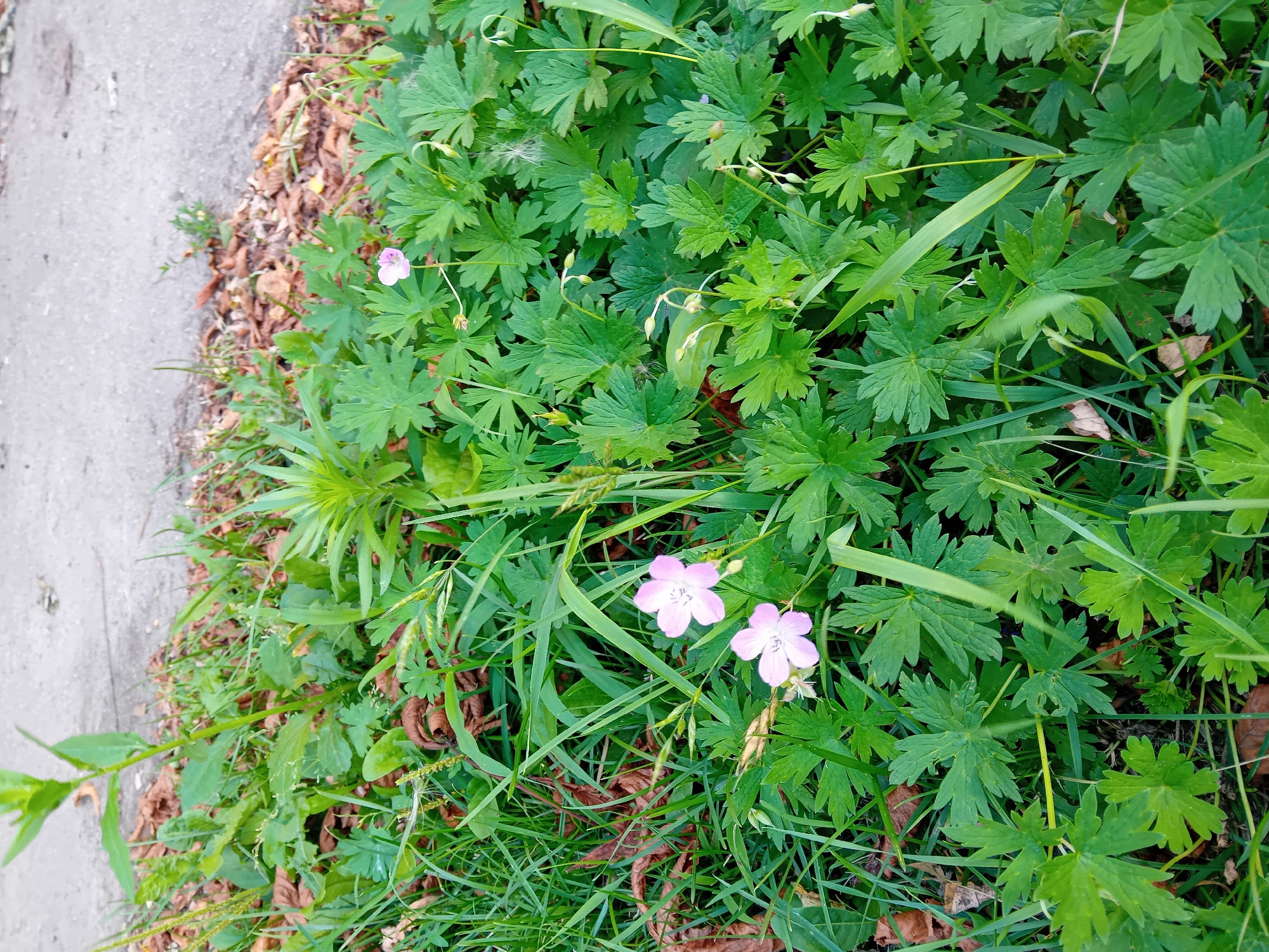 The image depicts a patch of green foliage with small pink flowers growing along the edge of a paved surface, likely a sidewalk or road, in Chuhuiv, Ukraine. The ground is covered with dry brown leaves and grass. Several of the plants have lobed leaves and some have small, closed buds. The paved surface is grey and appears weathered. There are no people or animals visible in the frame. The lighting suggests it is daytime.