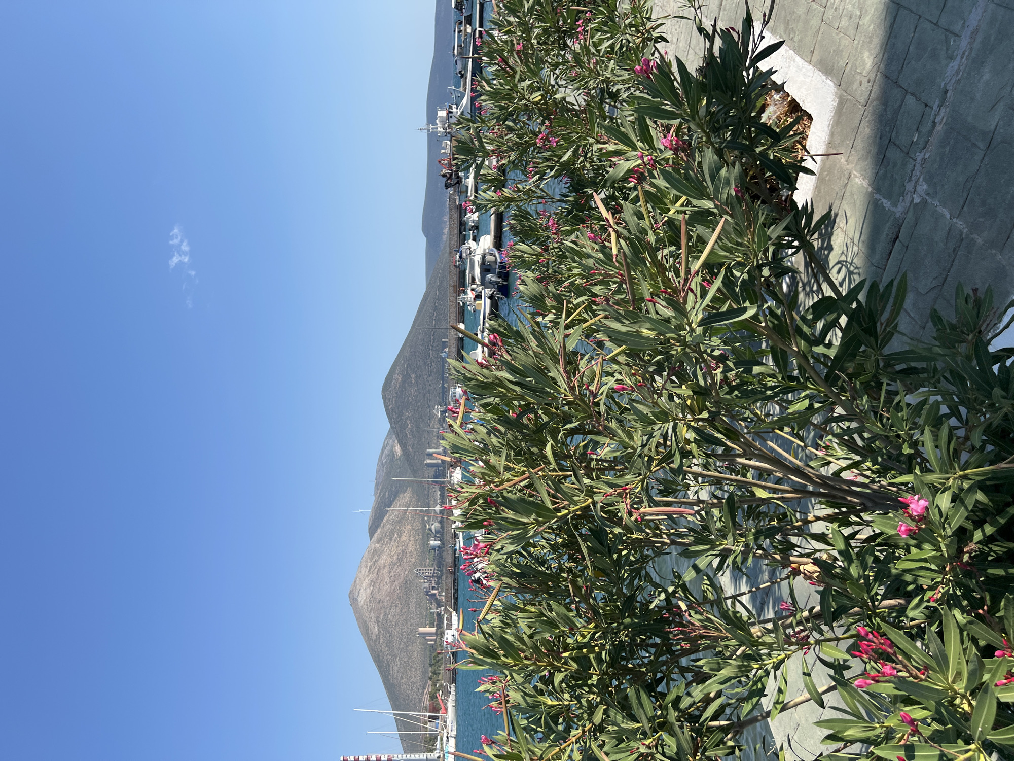 In Karavos, Greece, this image captures a serene harbor scene under a clear blue sky. In the foreground, lush green oleander bushes with vibrant pink blossoms line a paved walkway. Beyond the foliage, a tranquil turquoise sea is dotted with various boats, including sailboats and smaller motorboats, moored at docks. In the background, rolling hills dominate the landscape, with some industrial structures and wind turbines visible on their slopes. The overall atmosphere is peaceful and picturesque, showcasing a blend of natural beauty and human activity.