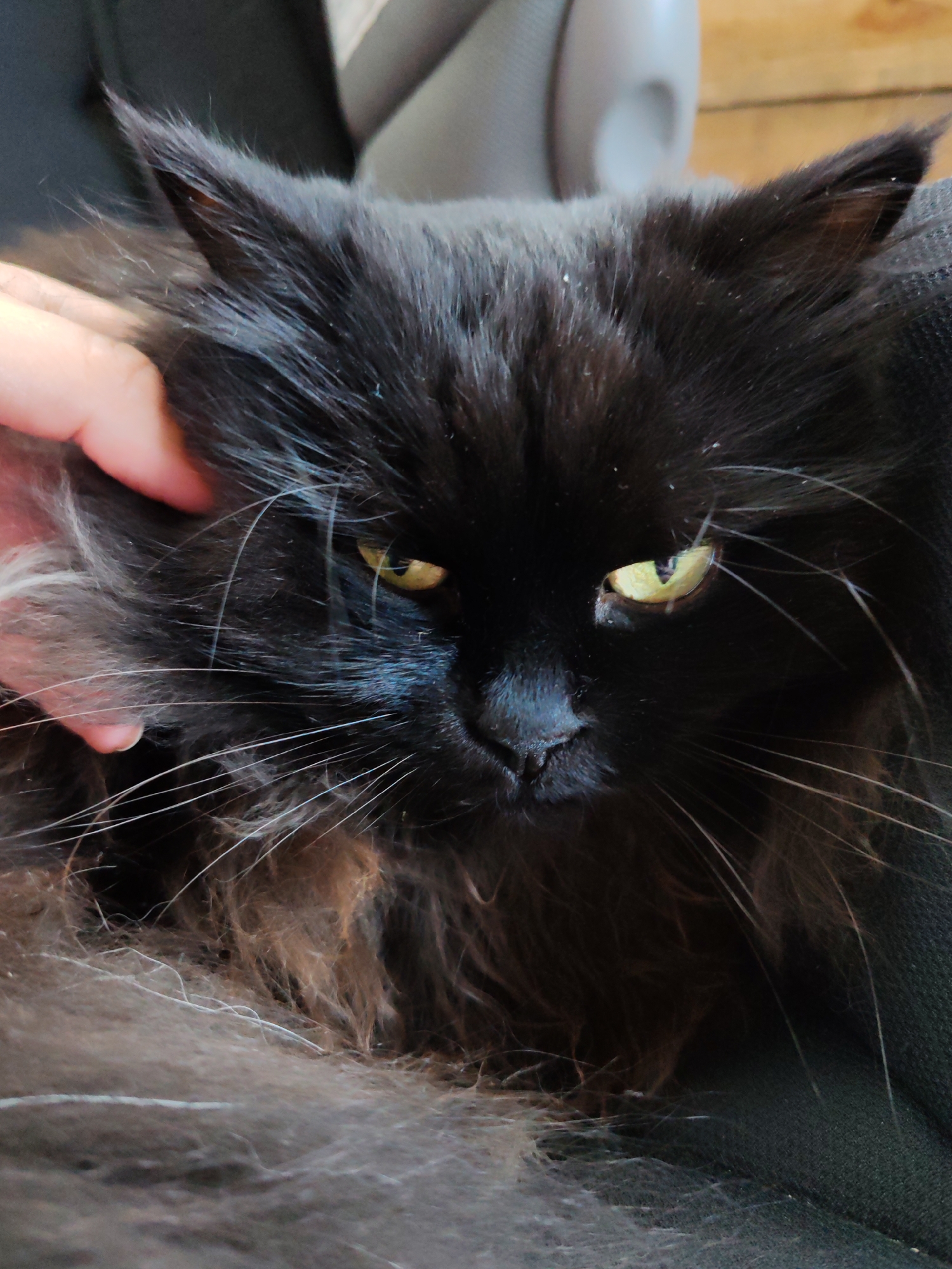 A close-up, eye-level, head-and-shoulders shot focuses on a black cat with long fur. The cat's yellow eyes are partially closed, and its expression appears apathetic or perhaps slightly annoyed. A human hand is visible on the left side of the image, gently stroking the cat's fur. The cat is positioned on a dark fabric surface, possibly a chair. The background is blurred, with hints of a wooden surface and a grey object. There is no identifiable information in the image to suggest its location in Чухлэм, Russia.