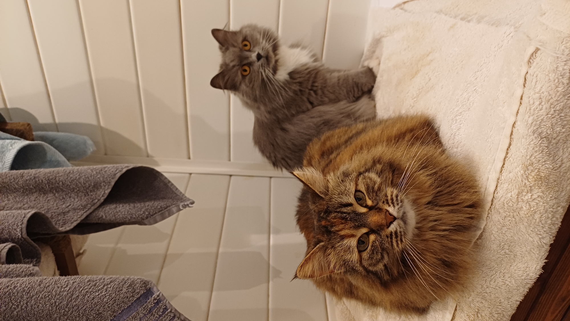 A low-angle indoor shot shows two cats in close proximity. The foreground cat is a brown tabby, while the background cat is gray with white markings around its neck. The tabby cat is lying on a soft, light-colored surface, possibly a towel or blanket, while the gray cat is perched near a white, paneled wall. To the left, a towel rack holds folded towels in shades of gray and blue. The location is unknown, and the prompt's claim that it is Timokhovo, Russia is not supported by the visual evidence.