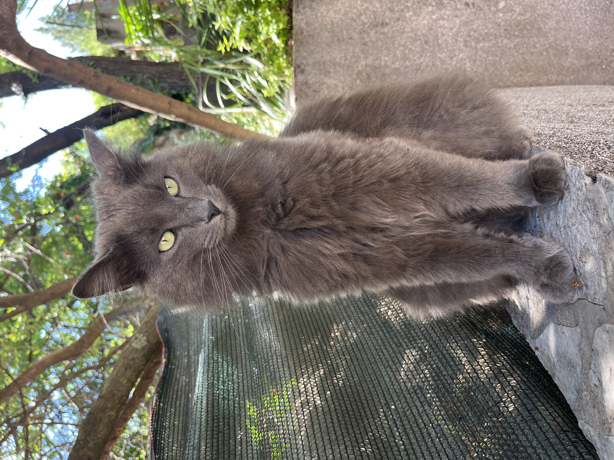 A grey, long-haired cat with green eyes is sitting on a concrete ledge, looking directly at the viewer. The cat is positioned against a background of trees, a black mesh screen, and a stone wall. The location appears to be outdoors, likely in a garden or yard. The specific location in Budva, Montenegro is not discernible from the image.
