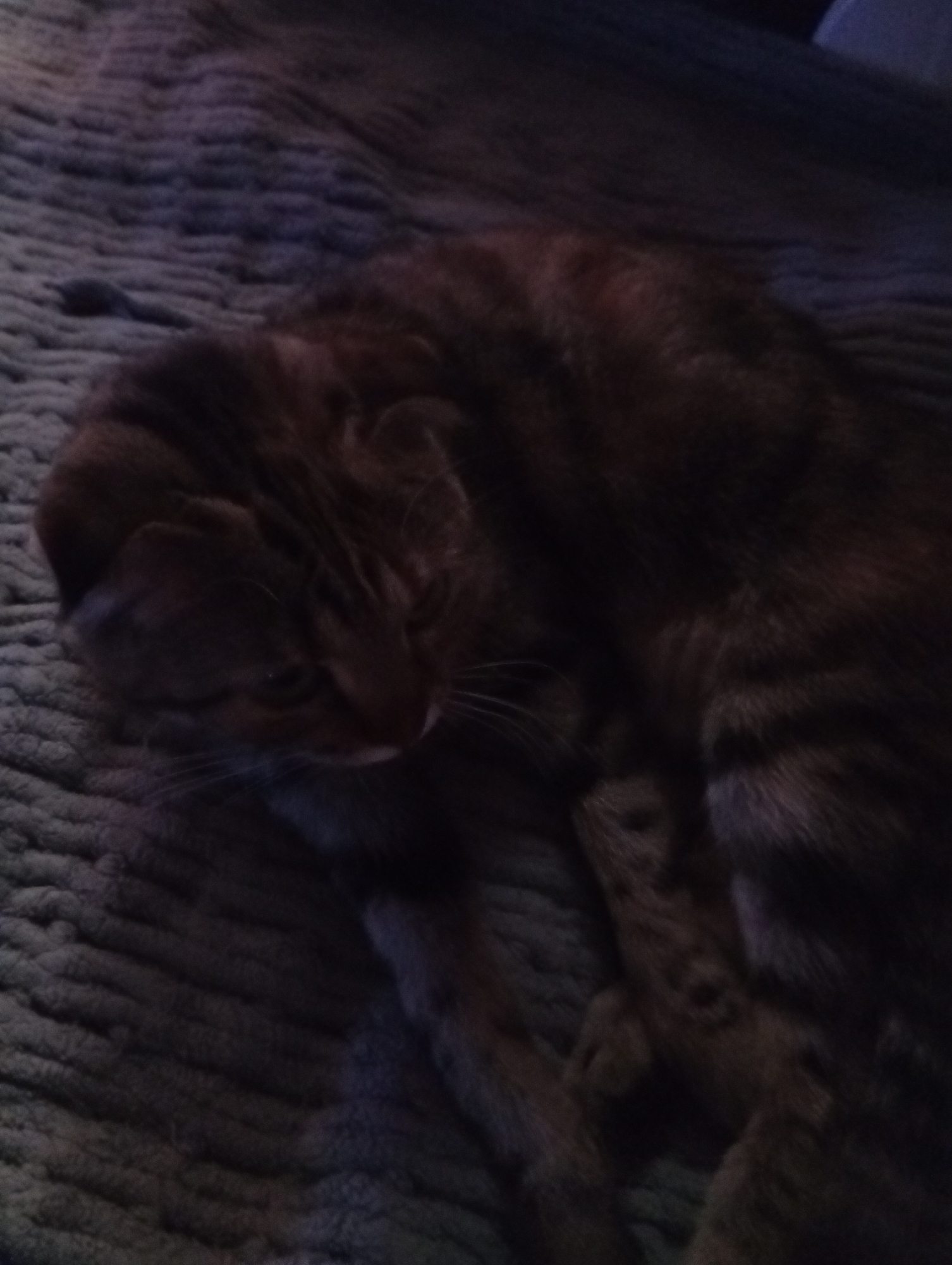 An orange tabby cat is curled up on a textured, dark gray surface, possibly a blanket or rug. The cat's eyes are partially closed, suggesting it is resting or sleeping. The fur is a mix of orange and dark brown stripes. The lighting is dim, creating shadows and making some details of the cat's body less clear. The background is out of focus, emphasizing the cat as the main subject. The specific location in Ruzaevka, Russia, cannot be determined from the image alone.