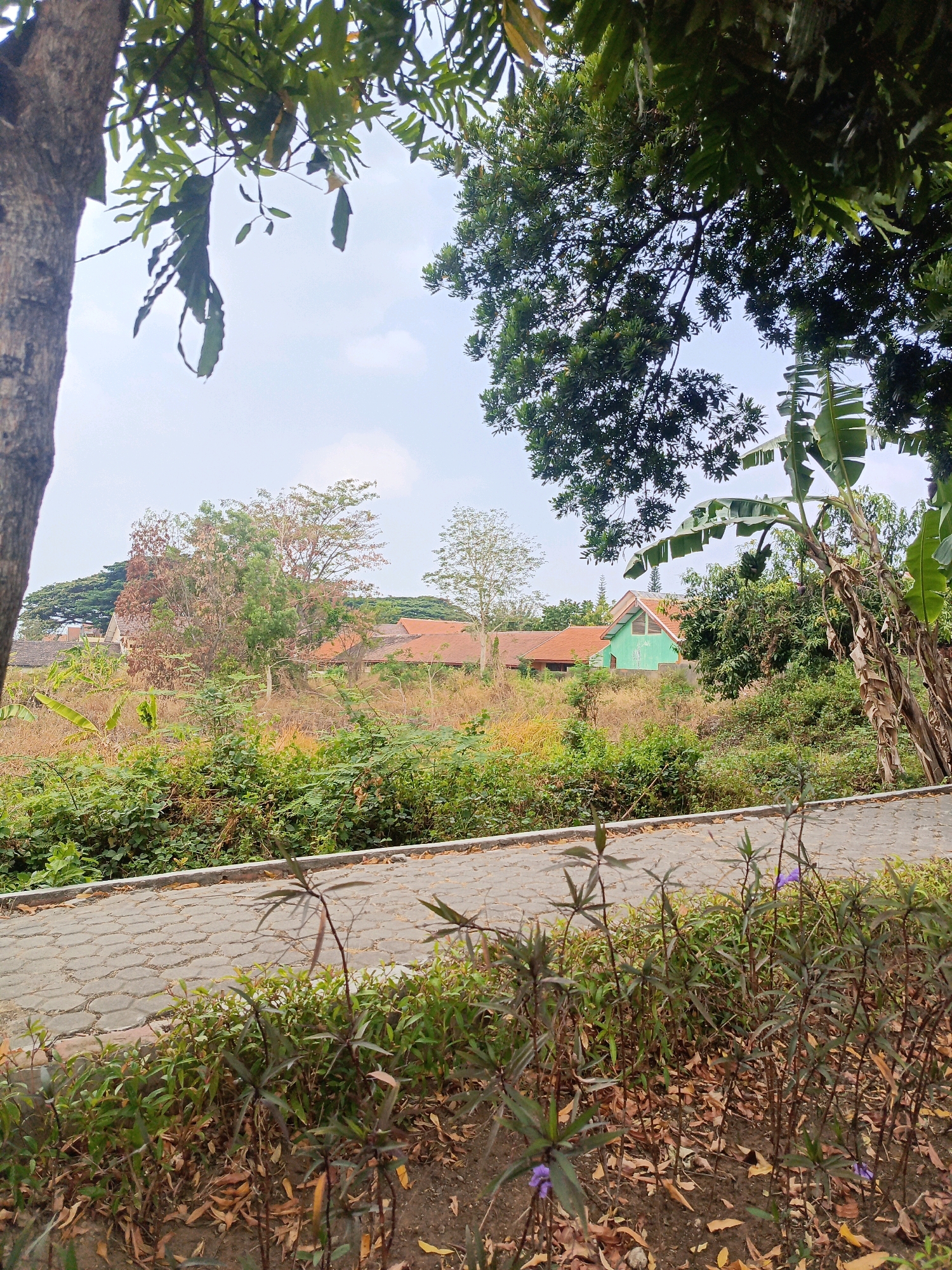 This outdoor scene captures a view of a paved walkway bordered by a variety of vegetation in Milangasri, Indonesia. The walkway, constructed from interlocking gray pavers, runs horizontally across the lower portion of the image. To the right of the walkway, a cluster of slender, dark-stemmed plants with small green leaves and occasional purple flowers are growing. Behind these plants, a more dense and varied collection of green foliage forms a natural border.
Beyond the immediate foreground, the landscape opens up to reveal a slightly overgrown field with dry grass and scattered green bushes. In the mid-ground, several buildings with terracotta-tiled roofs are visible, interspersed with trees. One prominent building is painted a light green. A large tree with a thick trunk is situated on the far left edge of the frame, its branches extending into the upper left quadrant of the image, covered in dense green leaves. Other trees with various leaf densities and colors are scattered throughout the scene. The sky above is overcast, with a light, diffused quality of light. The overall impression is of a semi-rural or suburban environment with natural elements and residential structures.