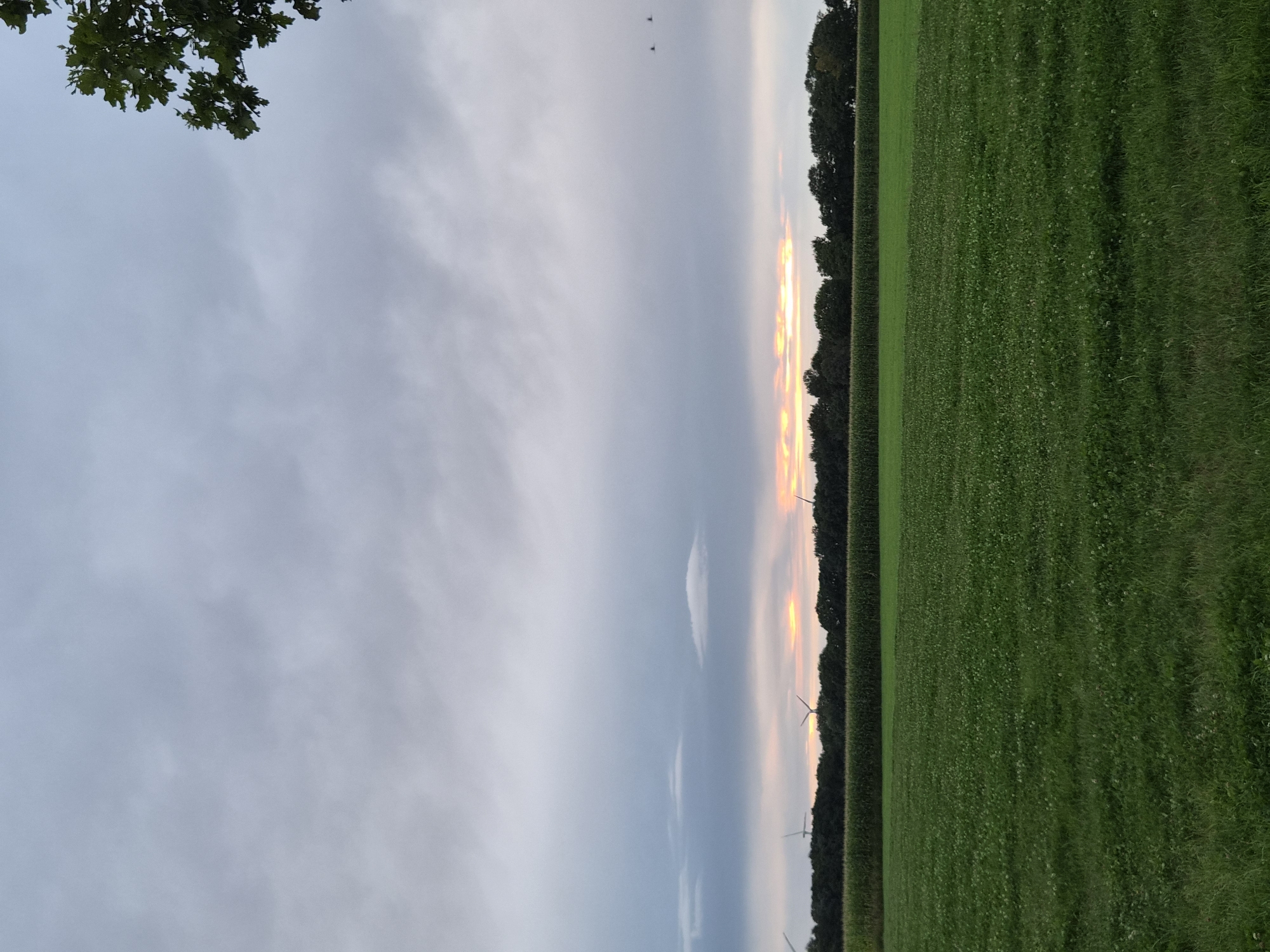 This is a landscape photograph taken in the vicinity of Schiffdorf, Germany, likely during the late afternoon or early evening. The scene features a vast expanse of green grass in the foreground, with the horizon line marked by a dense line of trees and a field of corn. In the background, several wind turbines are visible, hinting at a rural or semi-rural setting. The sky is predominantly overcast with gray clouds, but a break in the clouds reveals a sliver of sunset light, casting a warm glow over the horizon. A few birds are captured in flight against the sky. The overall impression is one of a tranquil, natural environment with elements of modern infrastructure.