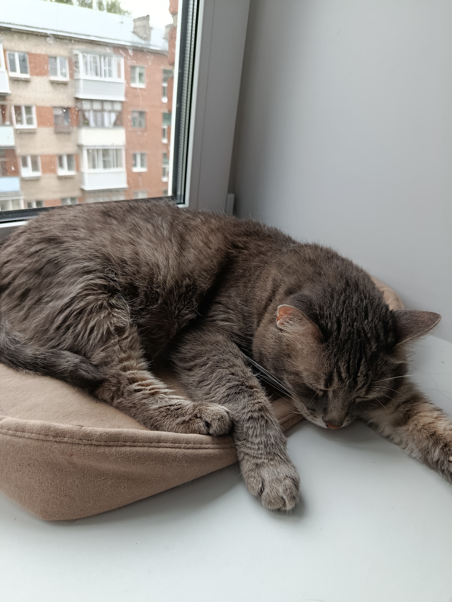 A grey tabby cat is sleeping on a beige cat bed positioned on a windowsill. The cat is curled up, with its head resting on the bed and its paws stretched out. Through the window, a brick apartment building with multiple stories and balconies is visible. The scene appears to be in the city of Vladimir, Russia.