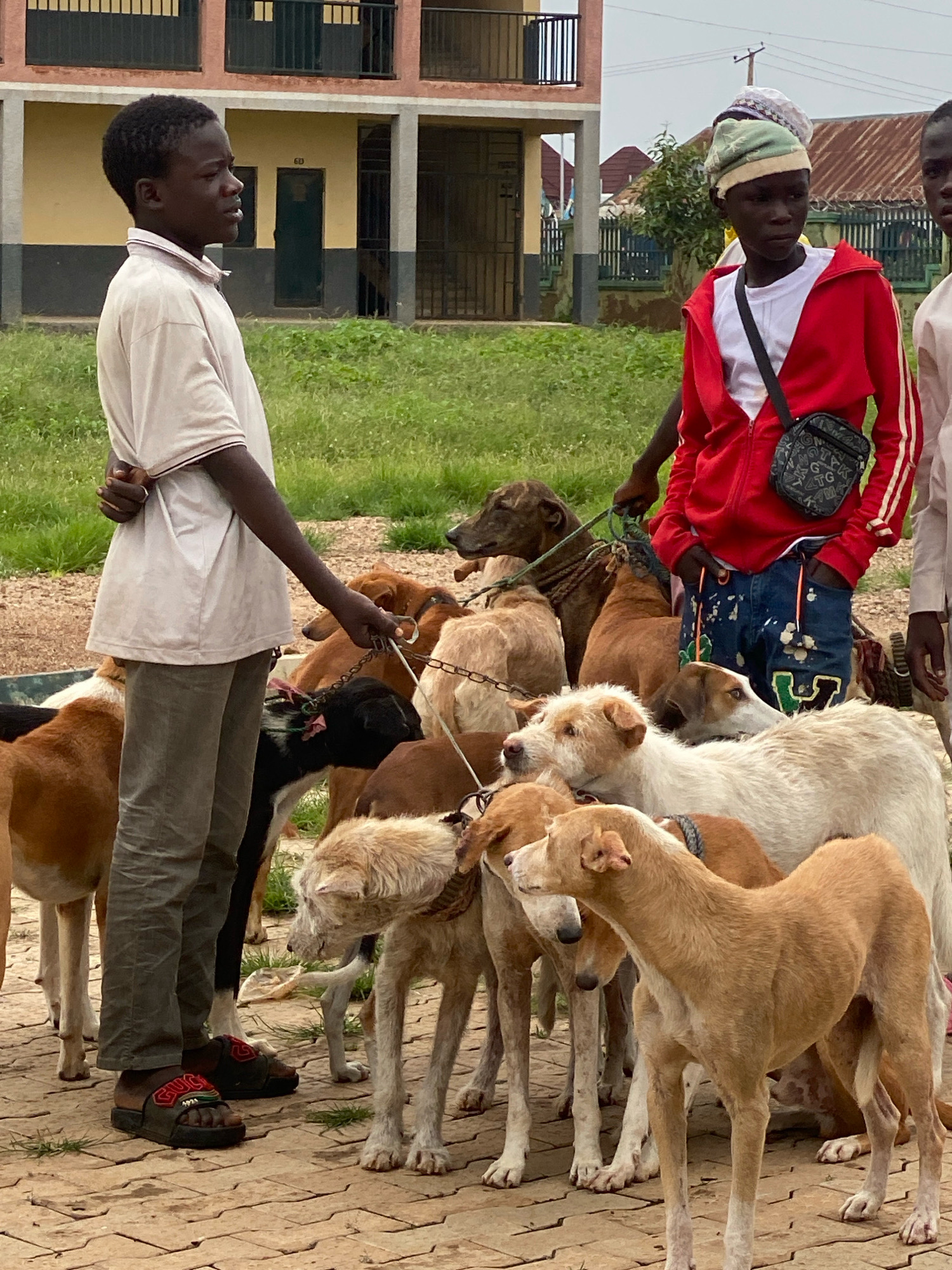 In Rigasa, Nigeria, two young men, possibly teenagers, stand on a paved courtyard in front of a low-rise building with windows and balconies. The man on the left, wearing a light-colored polo shirt and dark pants, holds the leashes of several dogs. The man on the right, in a red zip-up jacket and jeans, also holds leashes. A group of at least ten dogs of various breeds and colors are gathered around them, some leashed, some not. The dogs appear to be a mix of short-haired breeds, with colors ranging from tan and brown to white and black. The building behind them has a reddish-brown facade and grey concrete pillars. The ground is paved with interlocking bricks. Green grass and some trees are visible in the background.