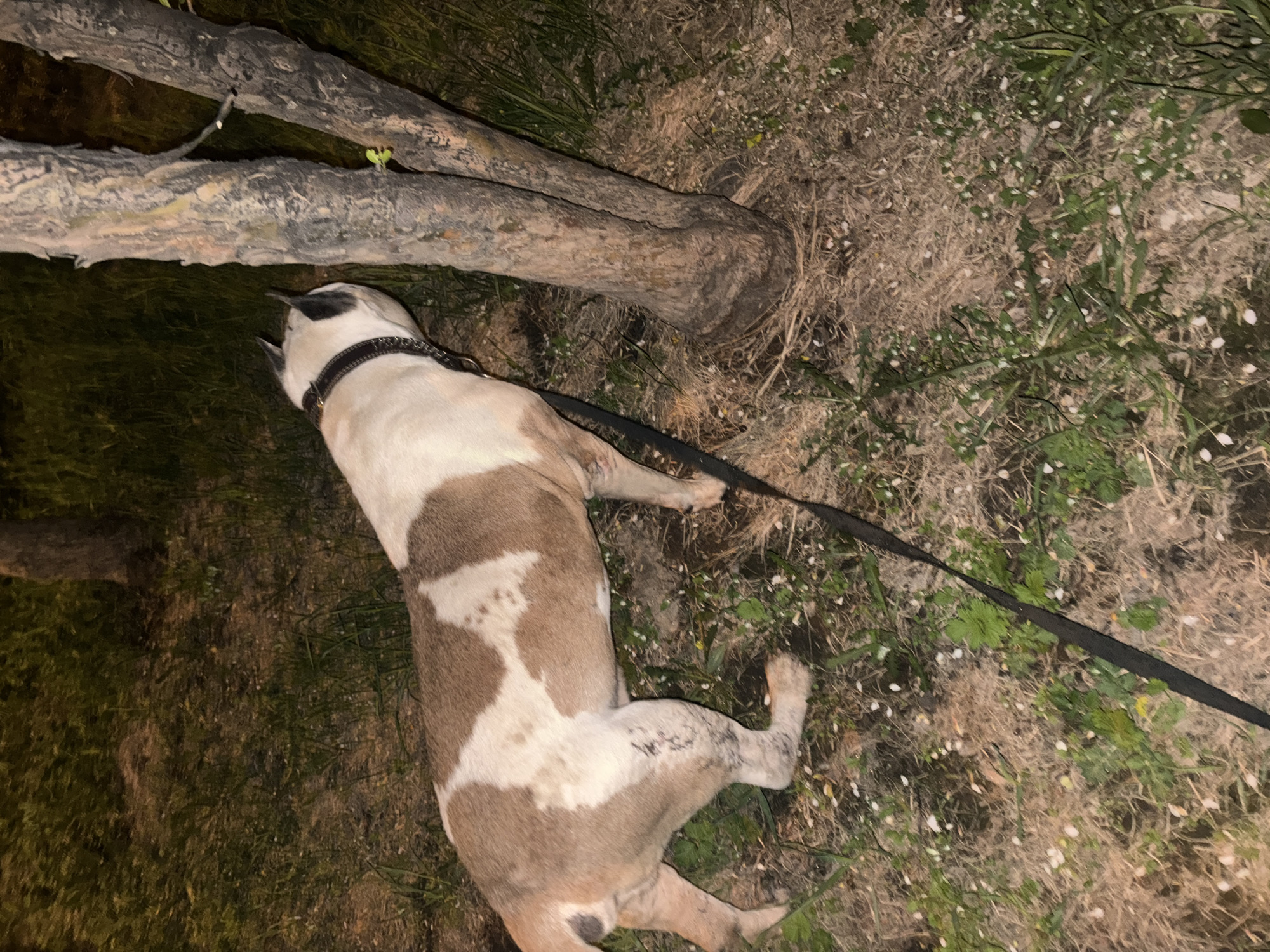 The original image, likely captured at night or in very low light in Krasnoyarsk, Russia, depicts a medium-sized dog resting outdoors. The perspective is from directly above or slightly angled down. The dog, which has a distinctive white coat with large brown and tan patches, is lying on its side on the ground. It wears a dark collar with visible studs or spikes, and a black leash is attached, extending towards the right side of the frame.
The dog's head is turned towards two substantial, rough-barked logs or tree branches that lie horizontally in the upper part of the image. The logs appear weathered and are partially covered in subtle green growth. The ground beneath and around the dog and logs is a mix of green grass, dry, light brown foliage, and numerous small, white specks, possibly fallen blossoms or plant debris. The dim lighting, likely artificial or from a camera flash, casts subtle shadows and highlights, emphasizing the textures of the fur, bark, and ground. The dog appears calm, possibly resting or focused on something near the logs. No human subjects or discernible text are present. The scene conveys a quiet, natural moment in an outdoor setting.