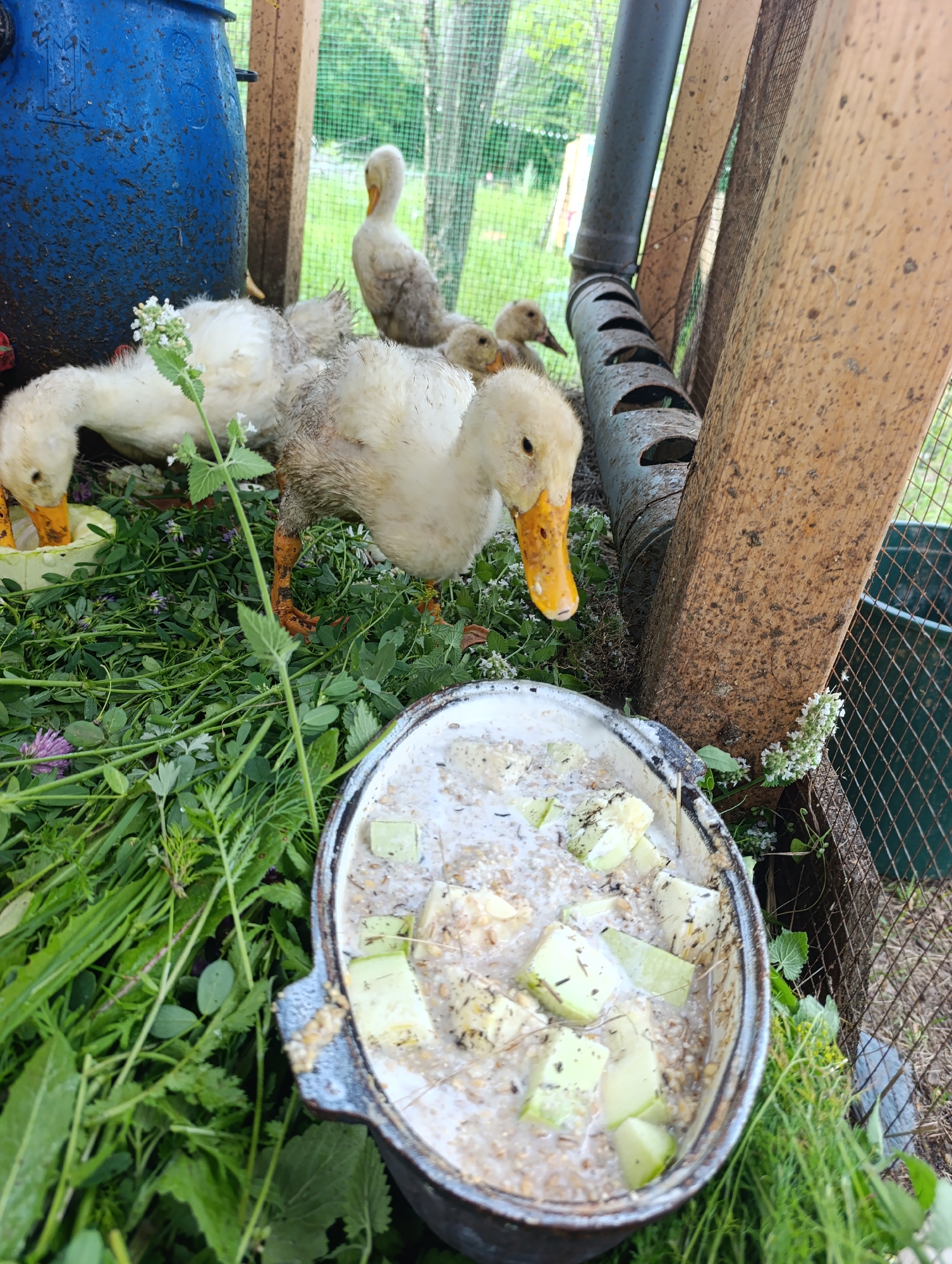 A group of ducklings are gathered around a shallow, white bowl filled with a wet mixture of grains and chopped green vegetables. The bowl is positioned in the foreground on a bed of lush green grass and various plants. In the background, several ducklings are visible, with one adult duck standing to the right of the bowl, facing away from the camera. A large, blue barrel is to the left of the frame, and a wooden structure with a gray pipe attached to it is to the right. The scene appears to be an outdoor enclosure, possibly a farm or backyard in Dimitrovskii, Russia, with a wire fence visible on the right side of the image. The overall lighting suggests it is daytime.