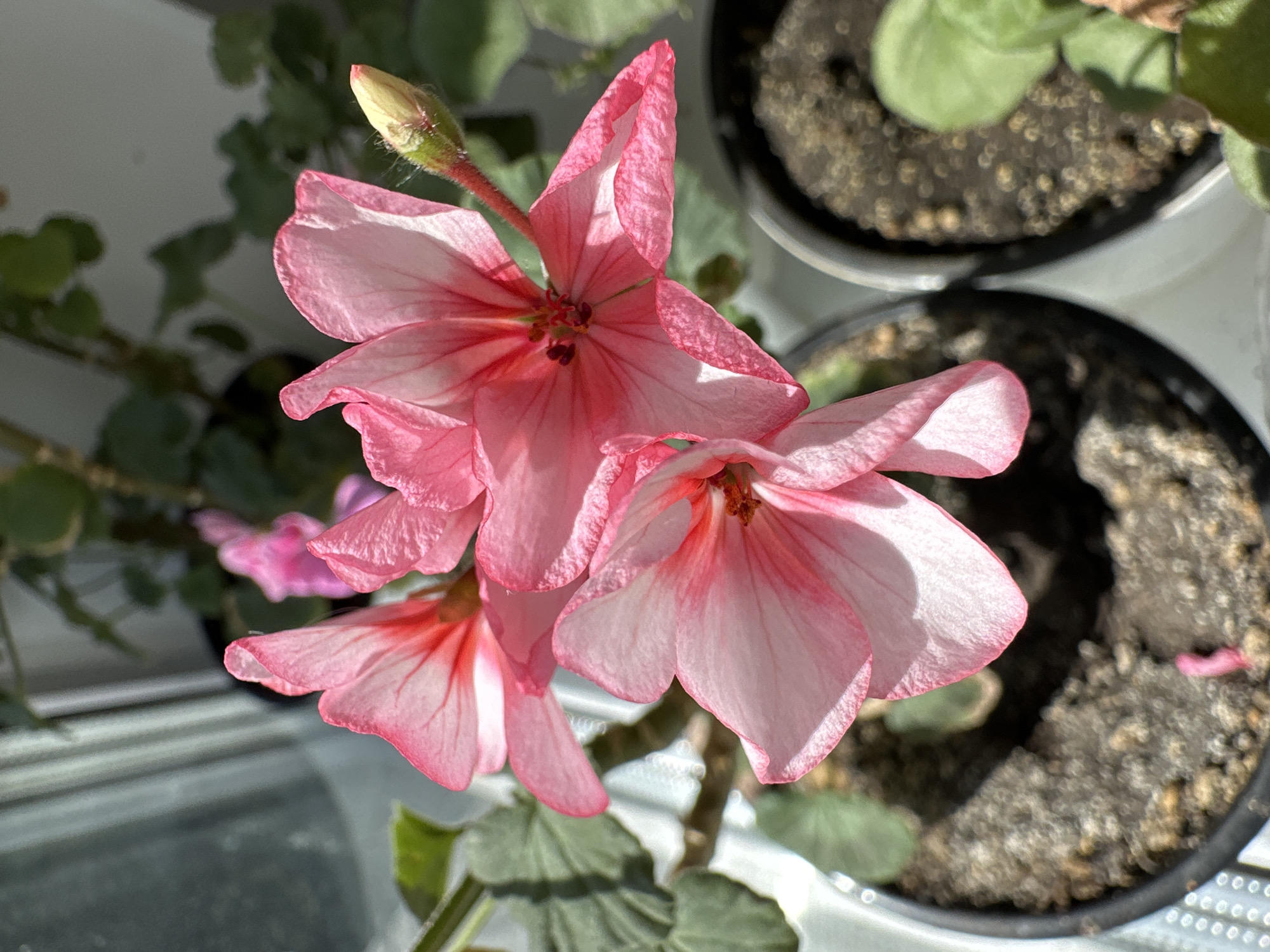 The image shows a close-up of a pink geranium flower in a pot. The flower has several open blooms and a bud. The petals are light pink with darker pink veins. The flower is surrounded by green leaves and there are other plants in pots in the background. The location is Unknown, Unknown.