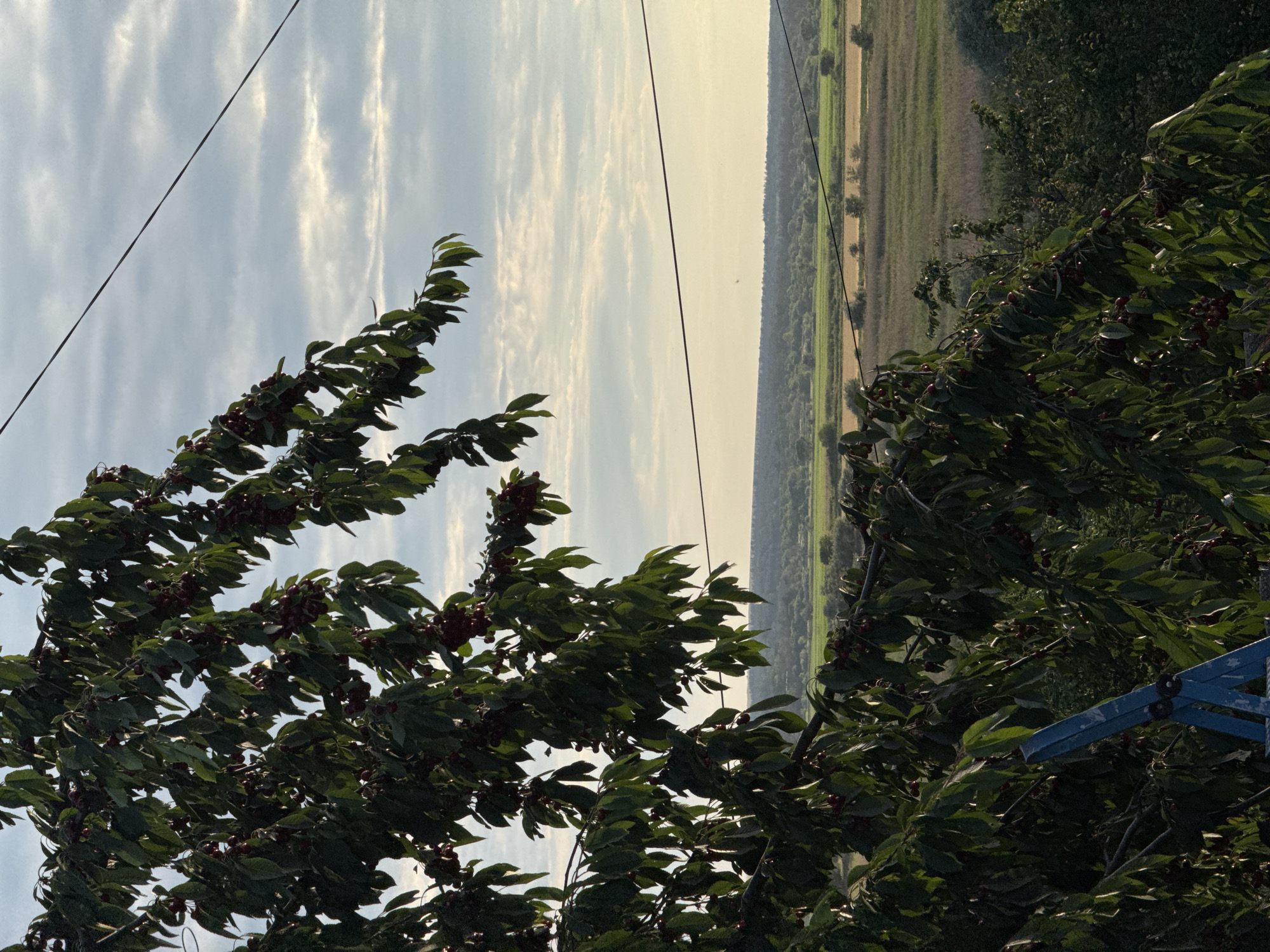 The image shows a close-up of a cherry tree with ripe cherries, set against a backdrop of a rural landscape under a cloudy sky. The tree's branches, laden with dark red cherries and lush green leaves, fill the left side of the frame. A bright blue ladder-like object is partially visible at the bottom left. Beyond the tree, a vast expanse of fields and vegetation stretches towards a distant horizon. The sky is filled with soft, elongated clouds, illuminated by what appears to be the warm light of either sunrise or sunset. Two dark wires, possibly power or telephone lines, traverse the upper portion of the image diagonally. The scene evokes a sense of harvest or the bounty of nature in a rural setting.