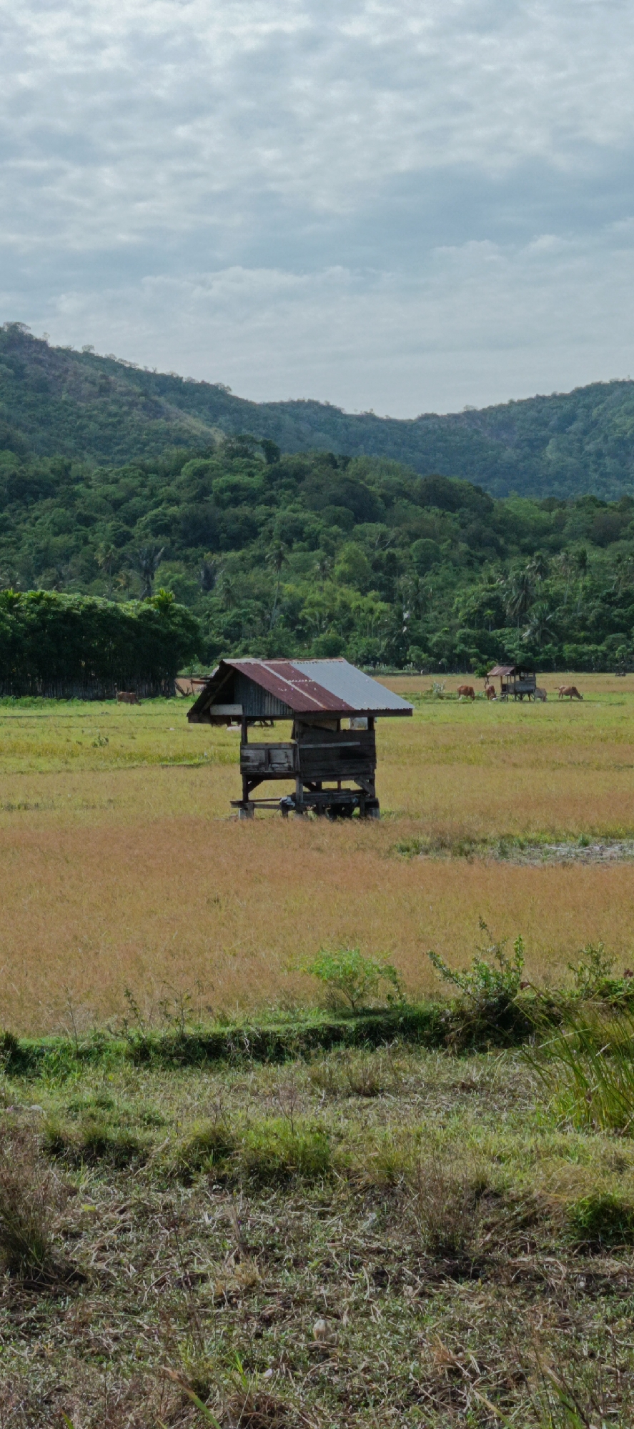 In Lampisang, Indonesia, a scene unfolds with a rustic hut nestled in a golden field under a cloudy sky. The hut, constructed from weathered wood and topped with a corrugated iron roof, stands on stilts, indicating a possible flood-prone area or a method for ventilation. The field is a mix of dry, golden grasses and some patches of green, suggesting a transition in the agricultural cycle or varied land conditions. In the background, a verdant, tree-covered hill rises, providing a lush backdrop. Several cows are scattered across the field, some grazing, others standing near another small structure in the distance, implying agricultural activity and livestock management. The overall atmosphere is serene, evoking a sense of rural life in a tropical landscape.