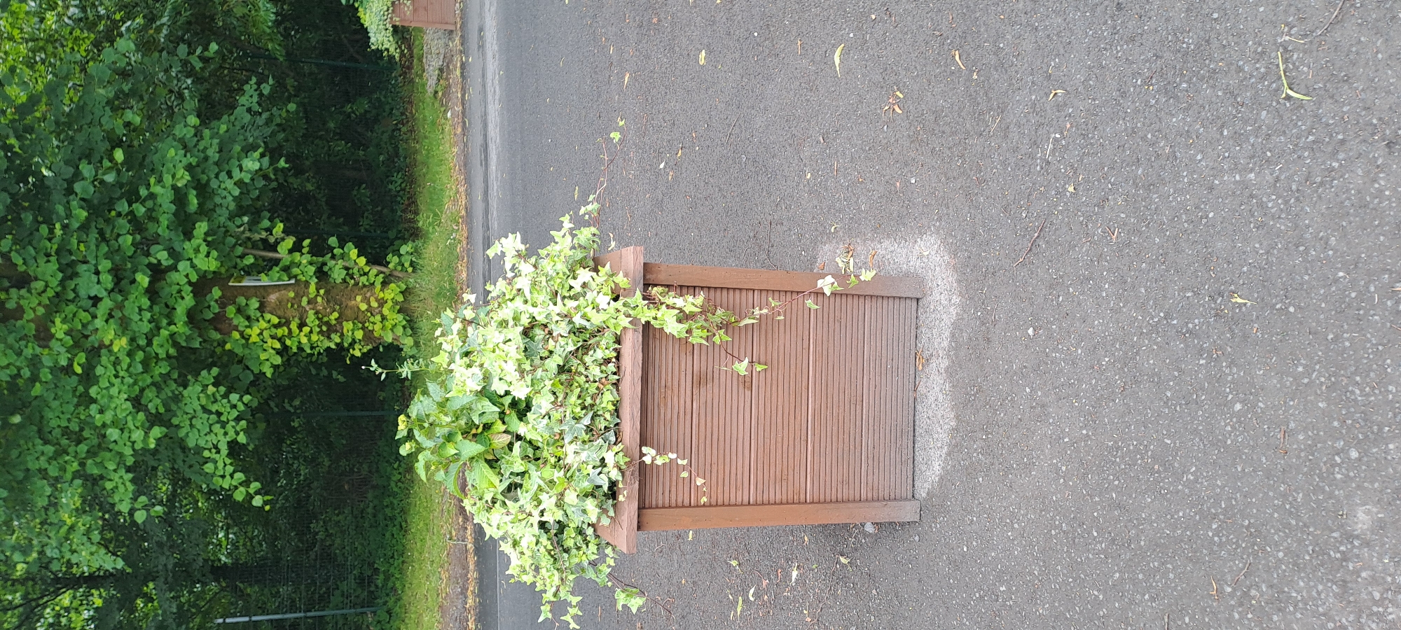 A wooden planter with a louvered front is situated on an asphalt surface. The planter is filled with a dense arrangement of green and variegated ivy plants, with some trailing down the sides. In the background, a large tree with lush green foliage is visible, and beyond that, a fence and more greenery. The scene appears to be an outdoor setting, possibly part of a resort or public space, given the presence of the planter and the tree. There are no people or animals in the image. The overall impression is one of a well-maintained outdoor area.