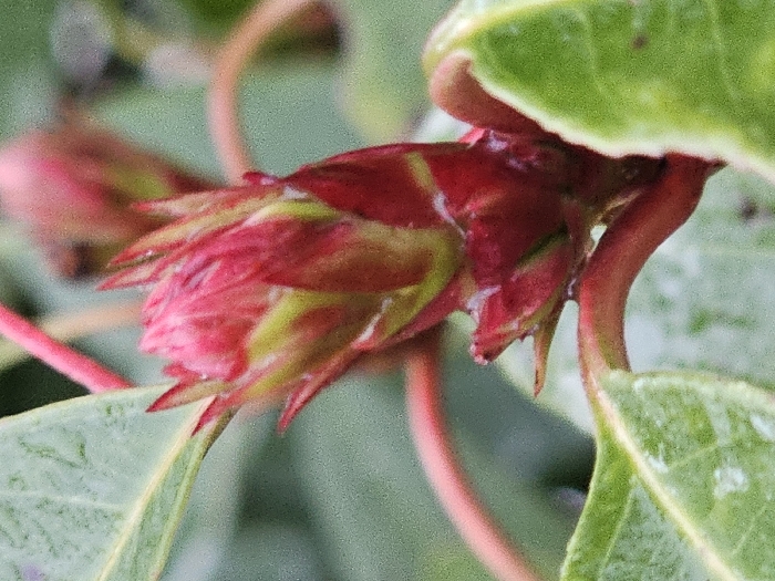 The image displays a close-up, macro-level view of a single, developing plant bud, located in Esch-sur-Alzette, Luxembourg. The bud is prominently featured in the center, exhibiting a vibrant reddish-pink coloration with visible hints of light green and yellowish-green at its base and among its tightly packed scales or bracts. Multiple small, clear water droplets are visible on the surfaces of the bud and surrounding foliage, indicating recent precipitation or condensation. The bud is connected to a reddish-pink stem. Partially visible, blurred green leaves frame the bud on the left and right, with a larger leaf showing prominent veins on the left. The background is a soft, out-of-focus blur of green and subtle reddish tones, consistent with dense plant foliage. No human figures or man-made objects are present in the scene.