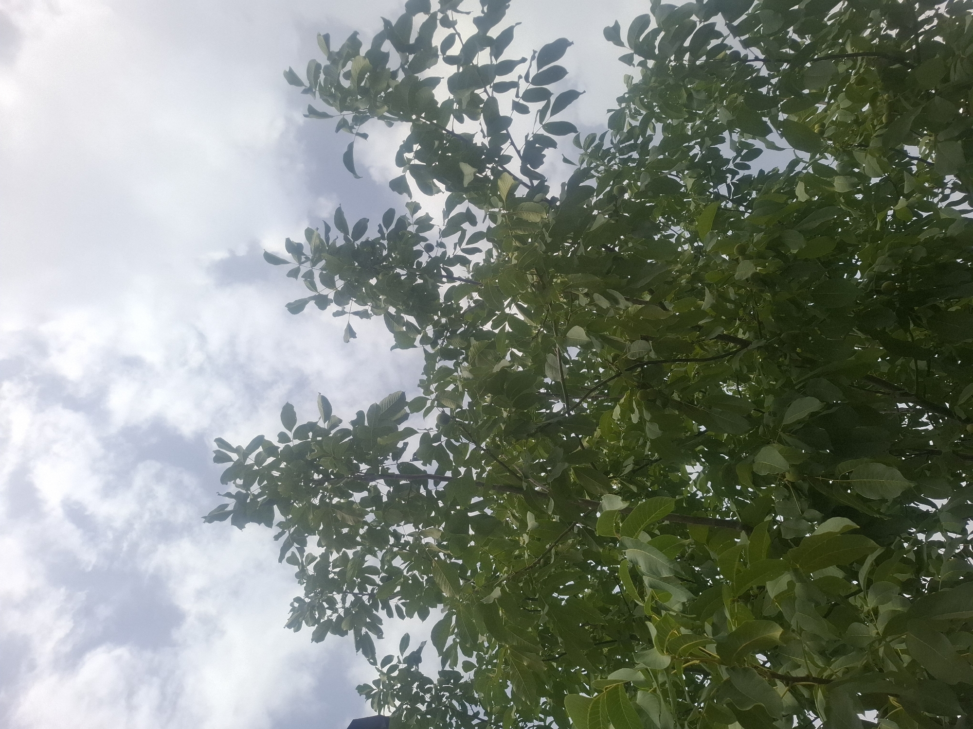 A low-angle shot looks up through the dense, green foliage of a walnut tree. The leaves are varied in shape and size, with some appearing serrated. The branches are visible beneath the leaves, some thin and delicate, others thicker and more established. In the background, the sky is overcast with large, white, and grey clouds. The scene suggests an outdoor environment, potentially a park or a residential area. The image is static, with no people or animals visible. There is no specific indication of the city of Almaty, Kazakhstan, within the visual information provided.
