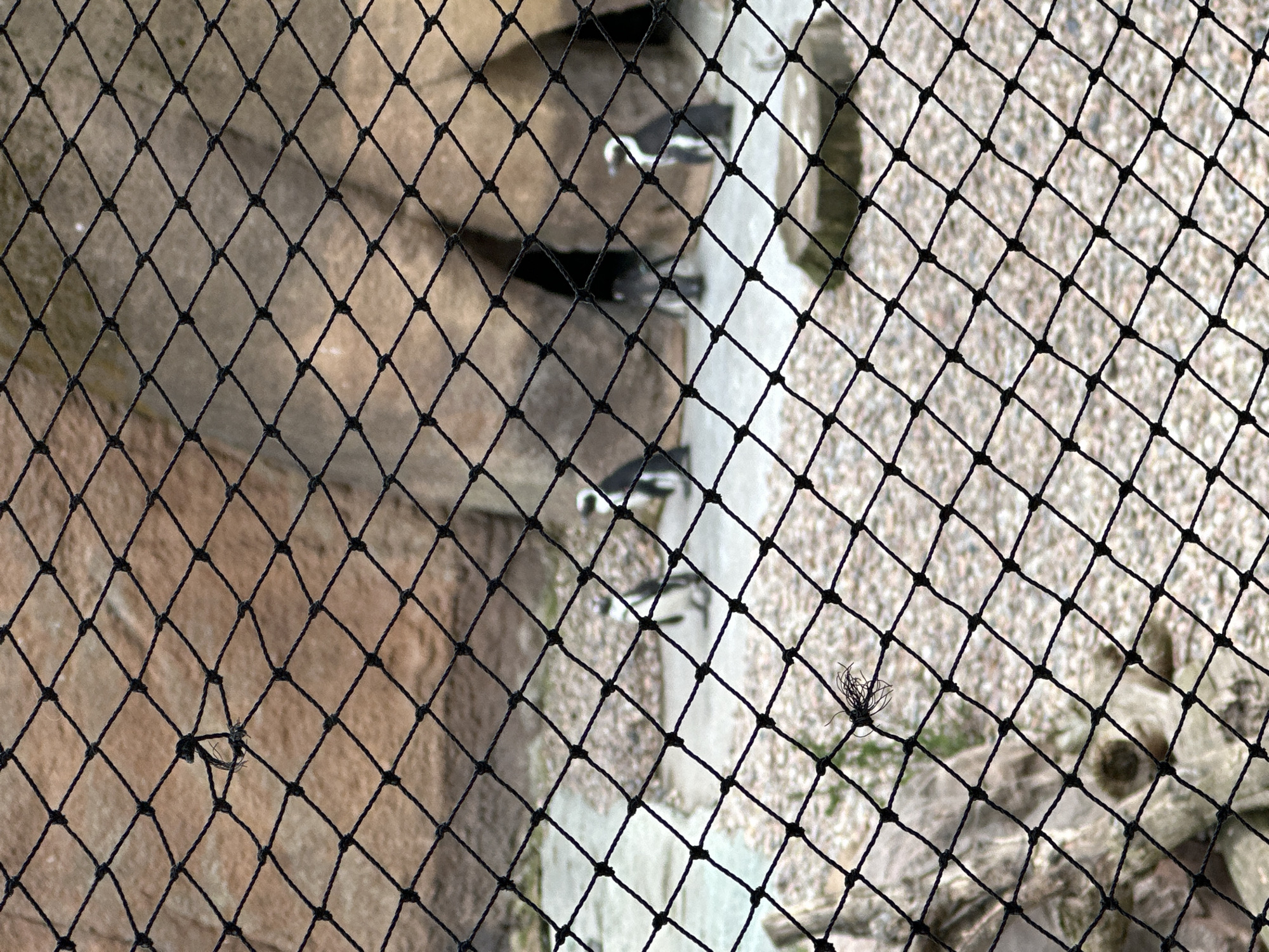 The image shows a view through a black netting. Behind the netting, there's a rock wall on the left side, and a sandy or gravel area on the right side. In the blurred background between the two areas, there are several birds (possibly penguins) standing. There appears to be a torn or damaged section in the netting on the left side and another cluster of debris caught in the netting on the right side. This photo was taken at the Wrocław zoo, in Wrocław, Poland.